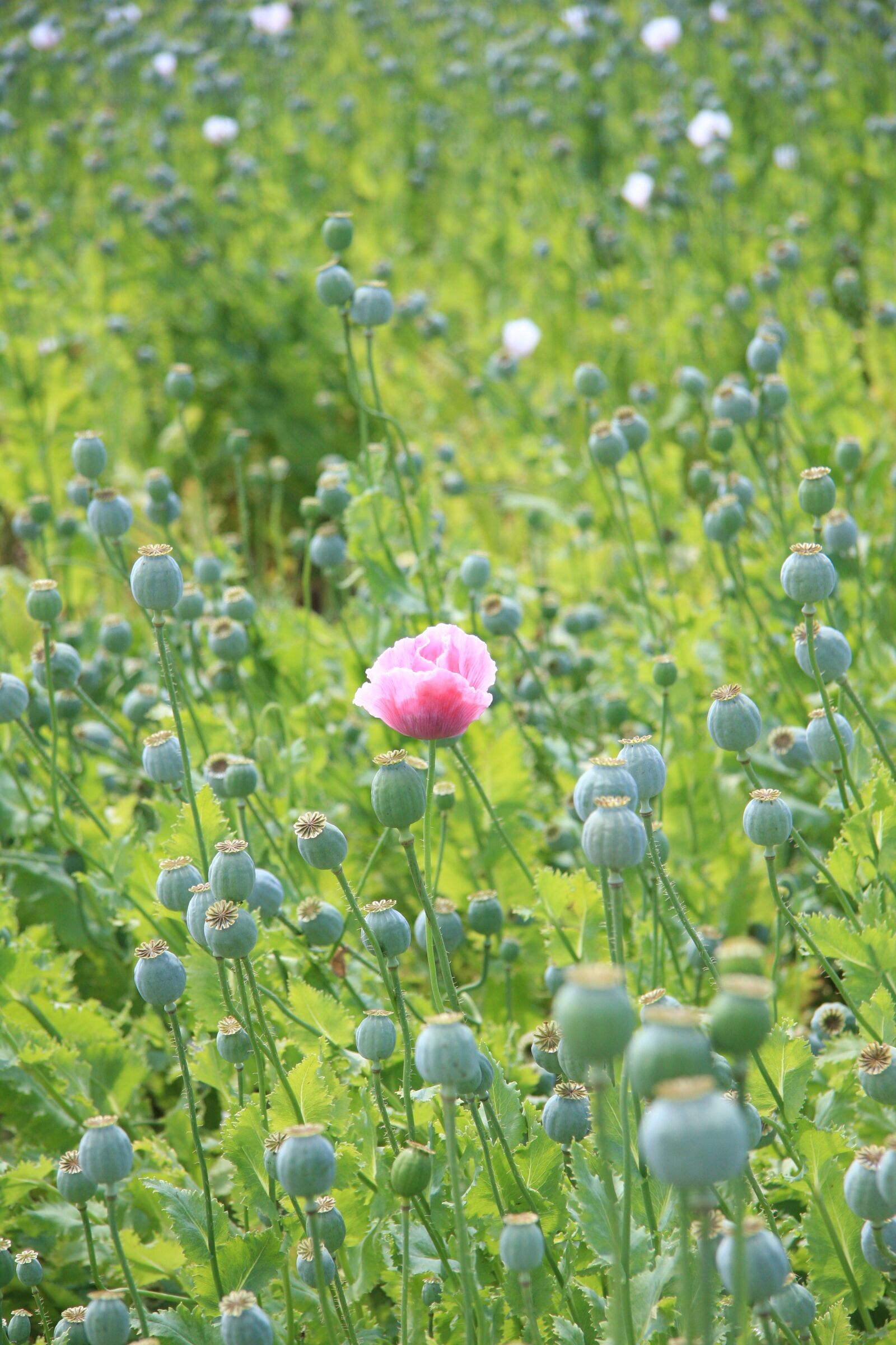 Canon EOS 40D sample photo. Moon, flower, field photography