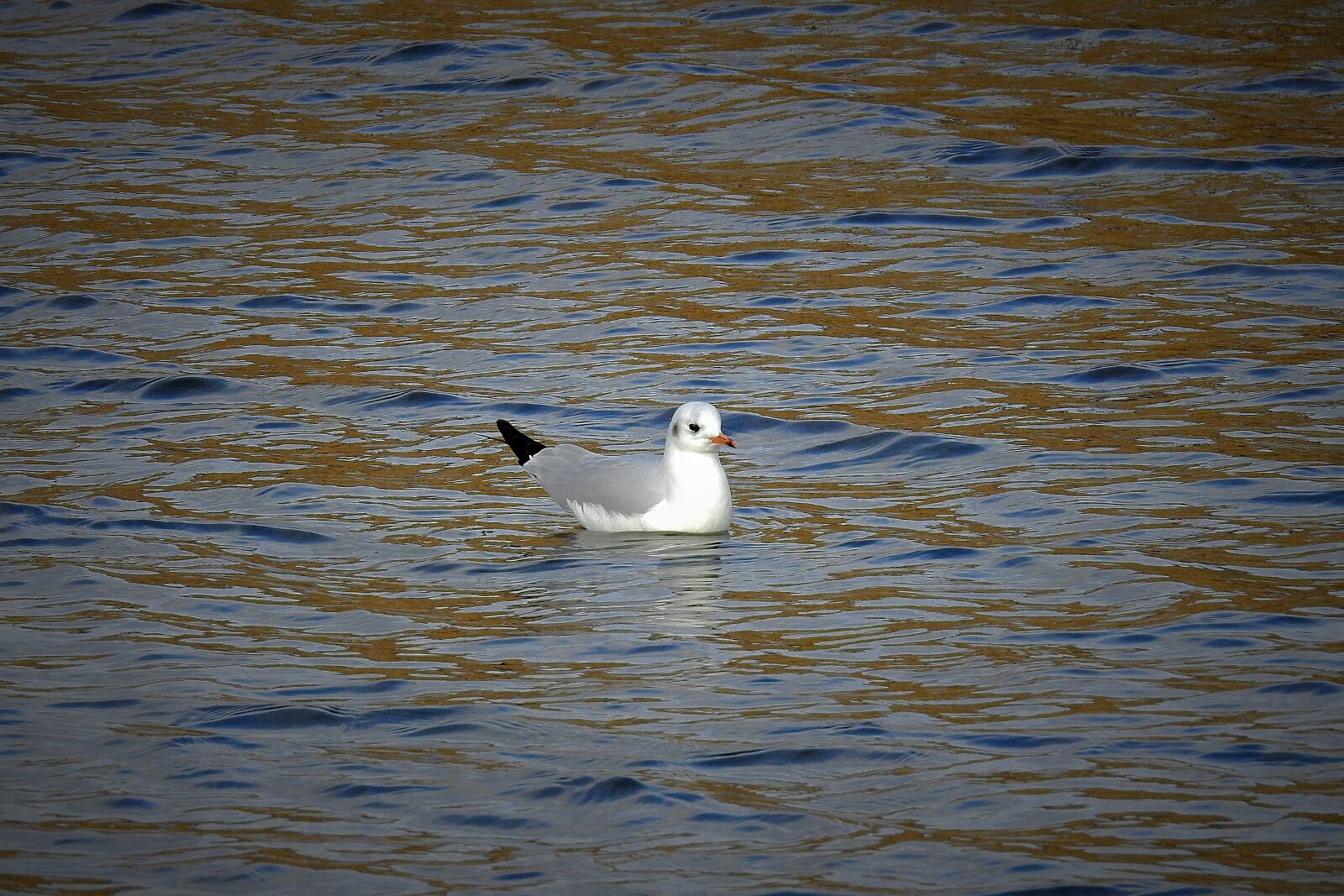 Nikon Coolpix P900 sample photo. Seagull, water, river photography