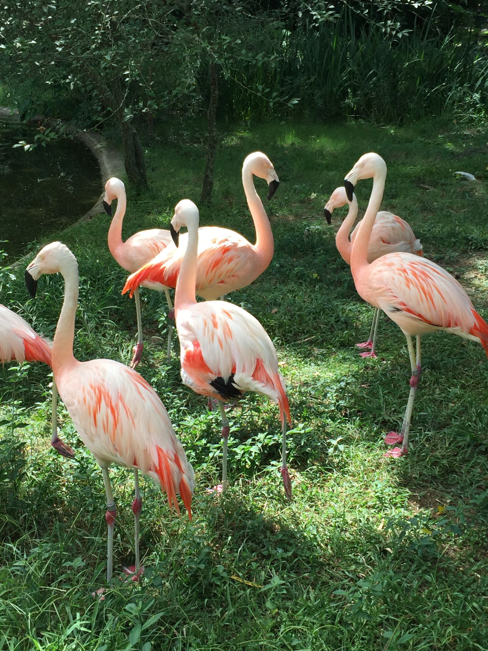 iPhone 6 Plus back camera 4.15mm f/2.2 sample photo. Pink, flamingo, green photography