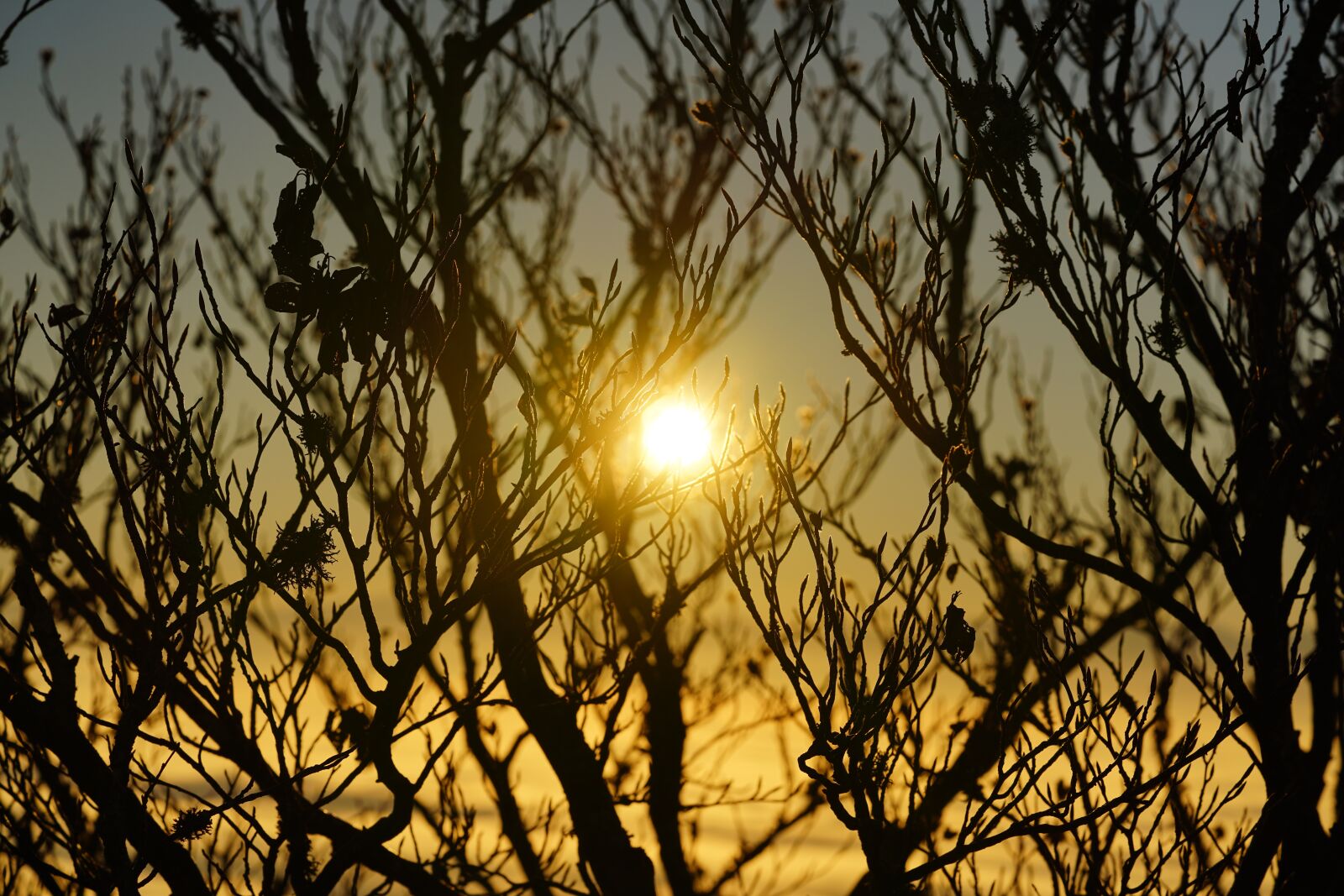 Sony a7R II + Sony FE 90mm F2.8 Macro G OSS sample photo. Sun, sunrise, branches photography
