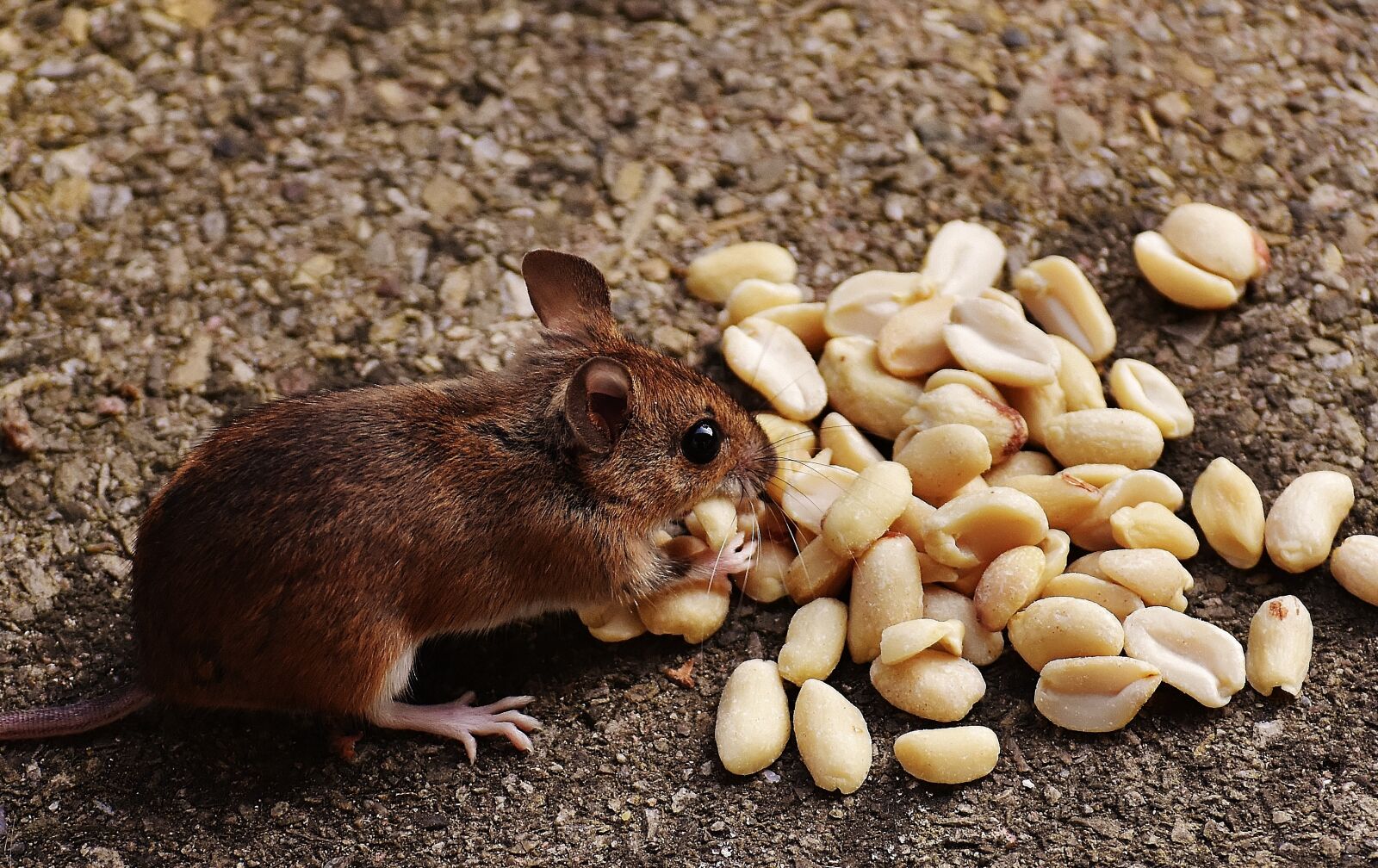 Nikon D7200 sample photo. Mouse, rodent, cute photography
