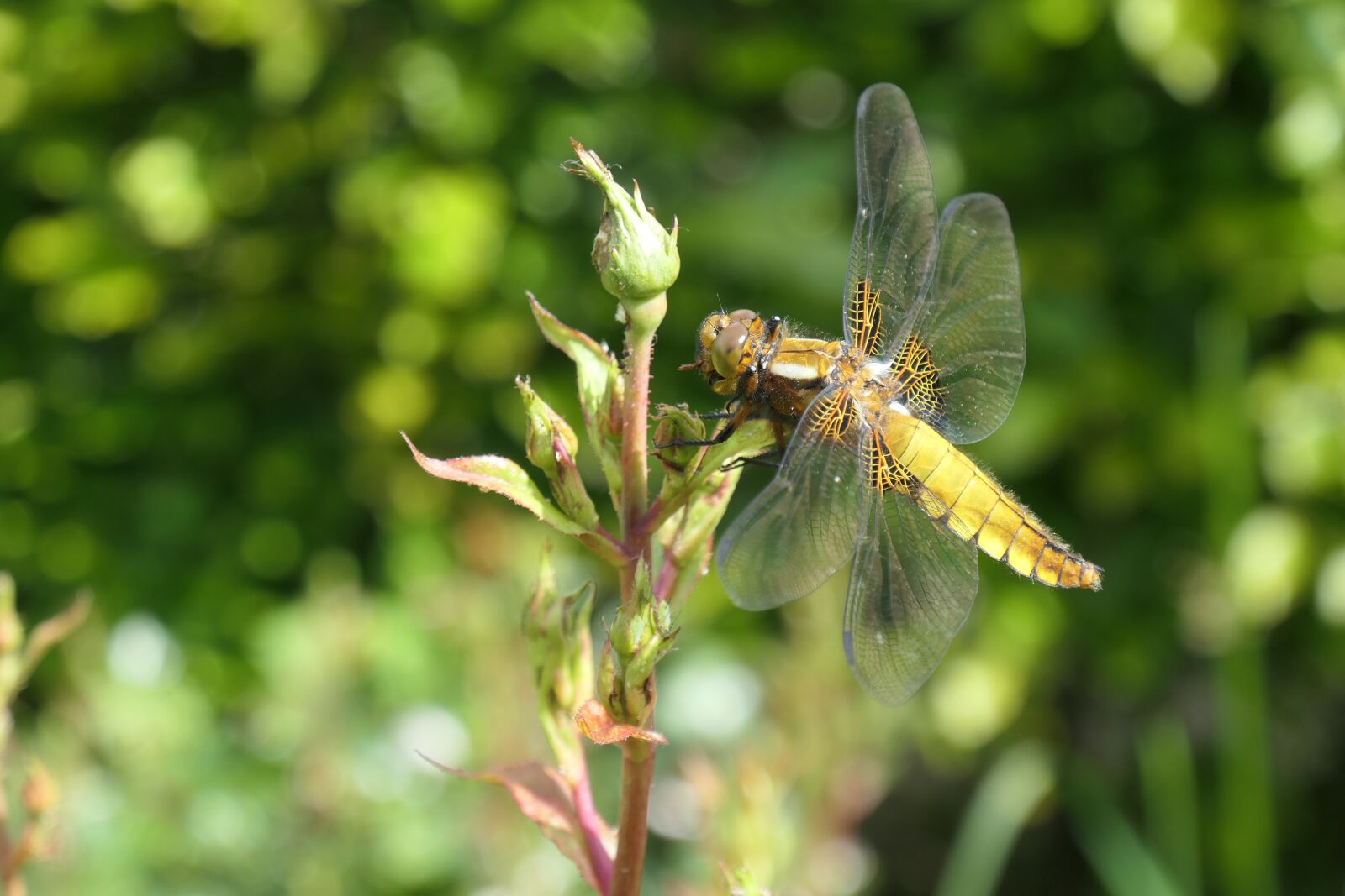 Panasonic DC-TZ200 sample photo. Dragonfly, netherlands, nature photography