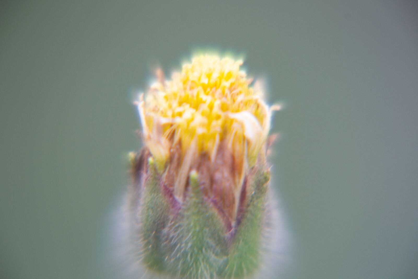 Nikon D3100 sample photo. Macro, sunlight, flower garden photography