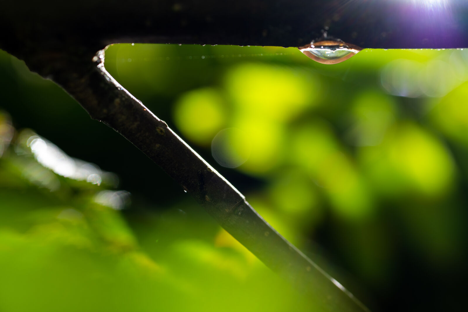 Nikon Z7 II sample photo. Water droplet photography