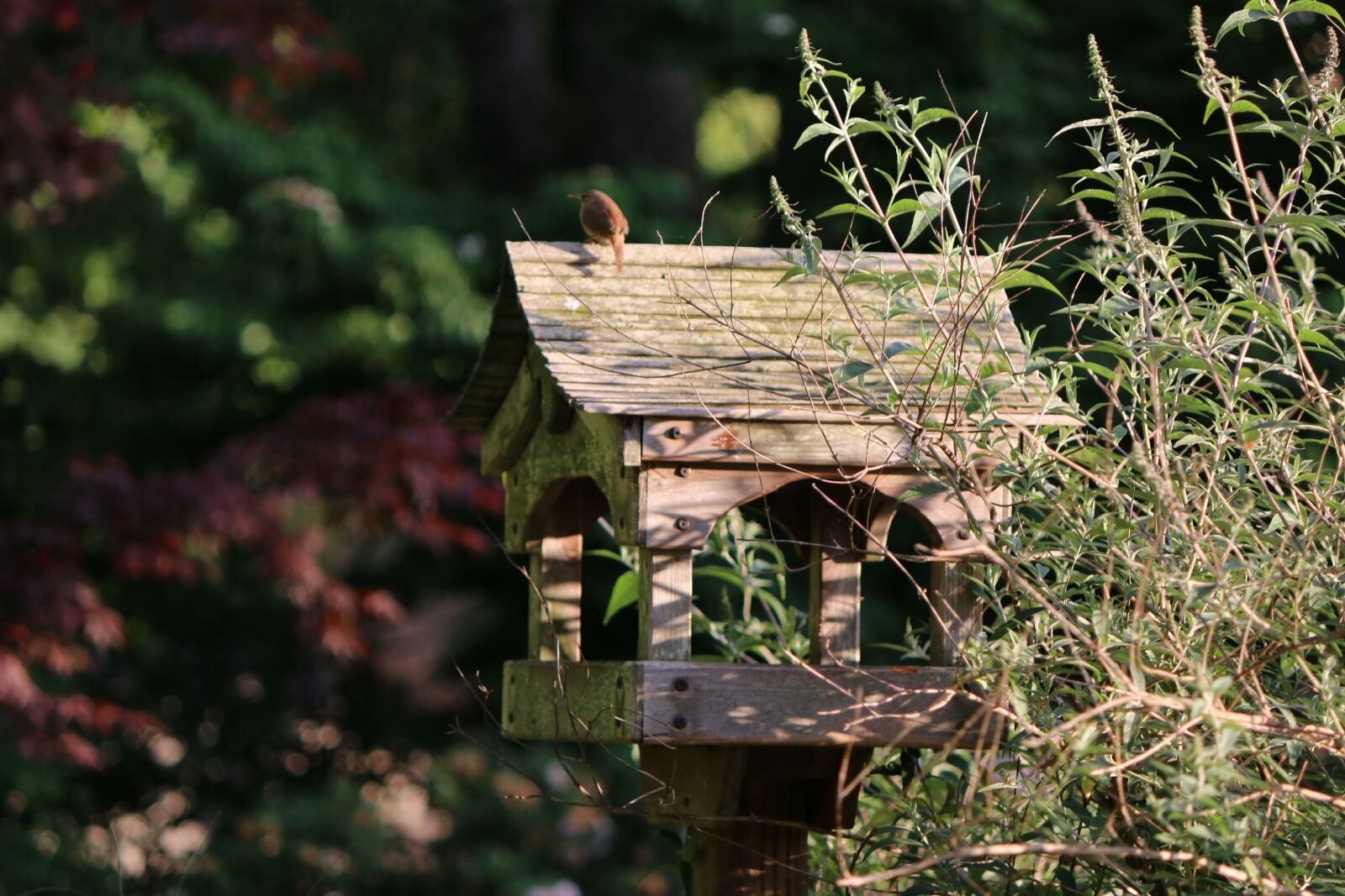 Canon EOS 70D sample photo. Bird, birdhouse, backyard photography