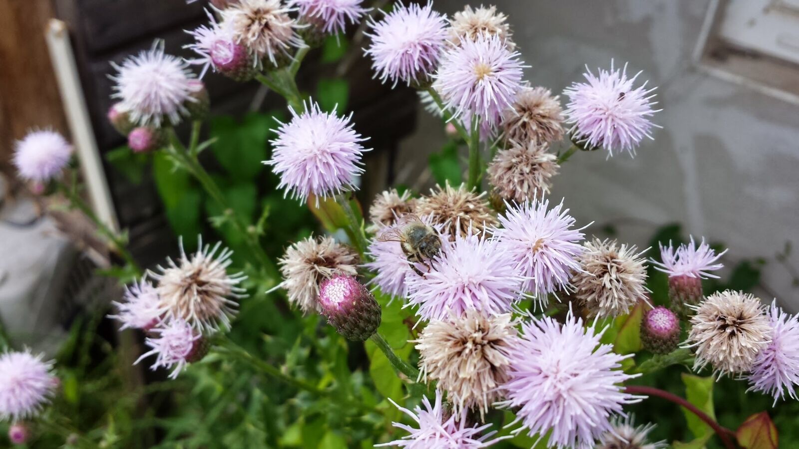 Samsung Galaxy S4 sample photo. Flowers, thistle, blossom photography