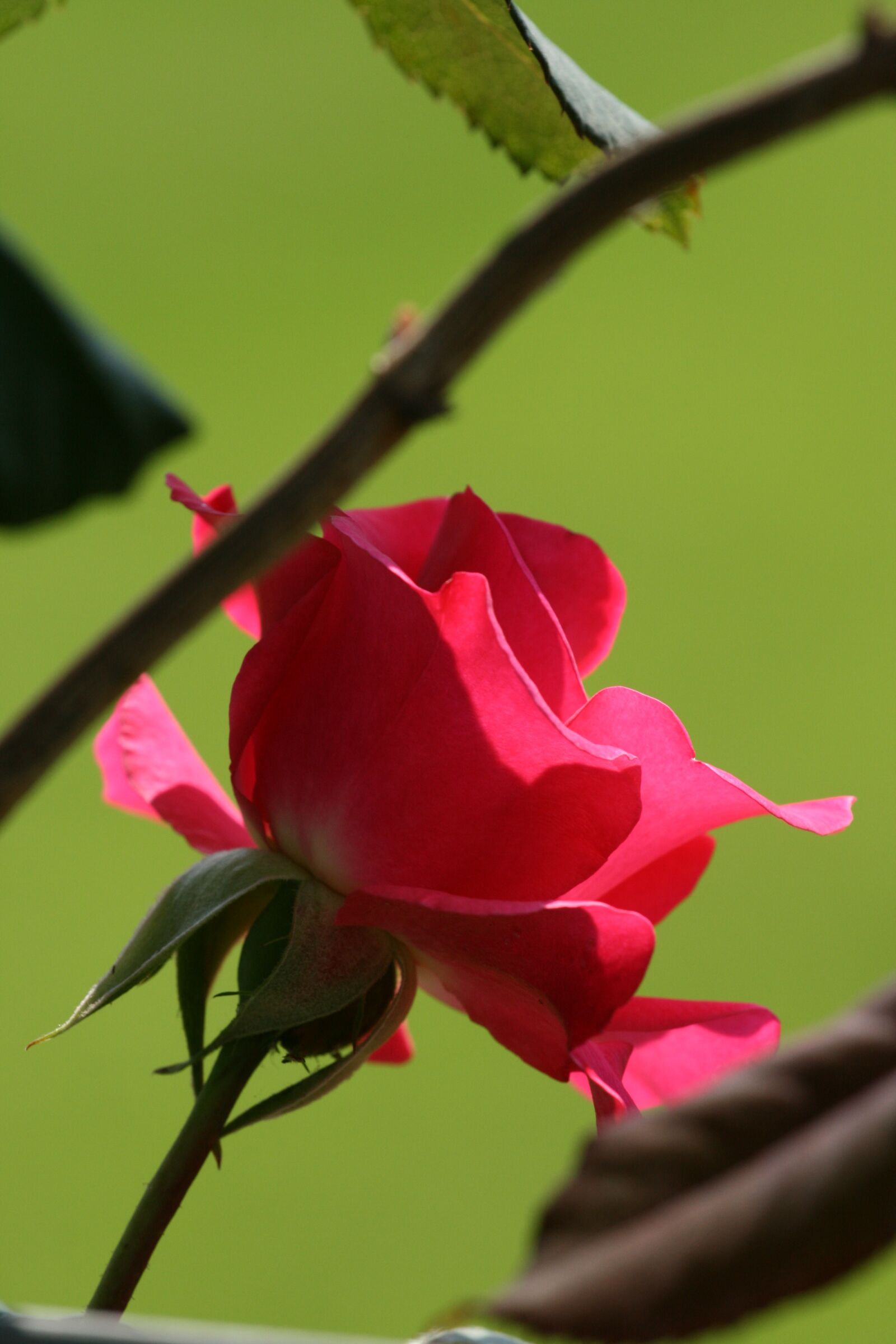 Canon EOS 400D (EOS Digital Rebel XTi / EOS Kiss Digital X) sample photo. Rose, red, garden photography