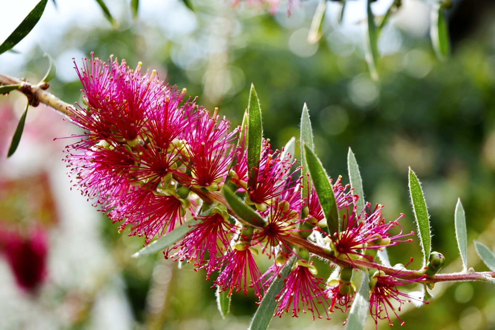 Nikon D7200 sample photo. Blossom, plant, magenta blossom photography