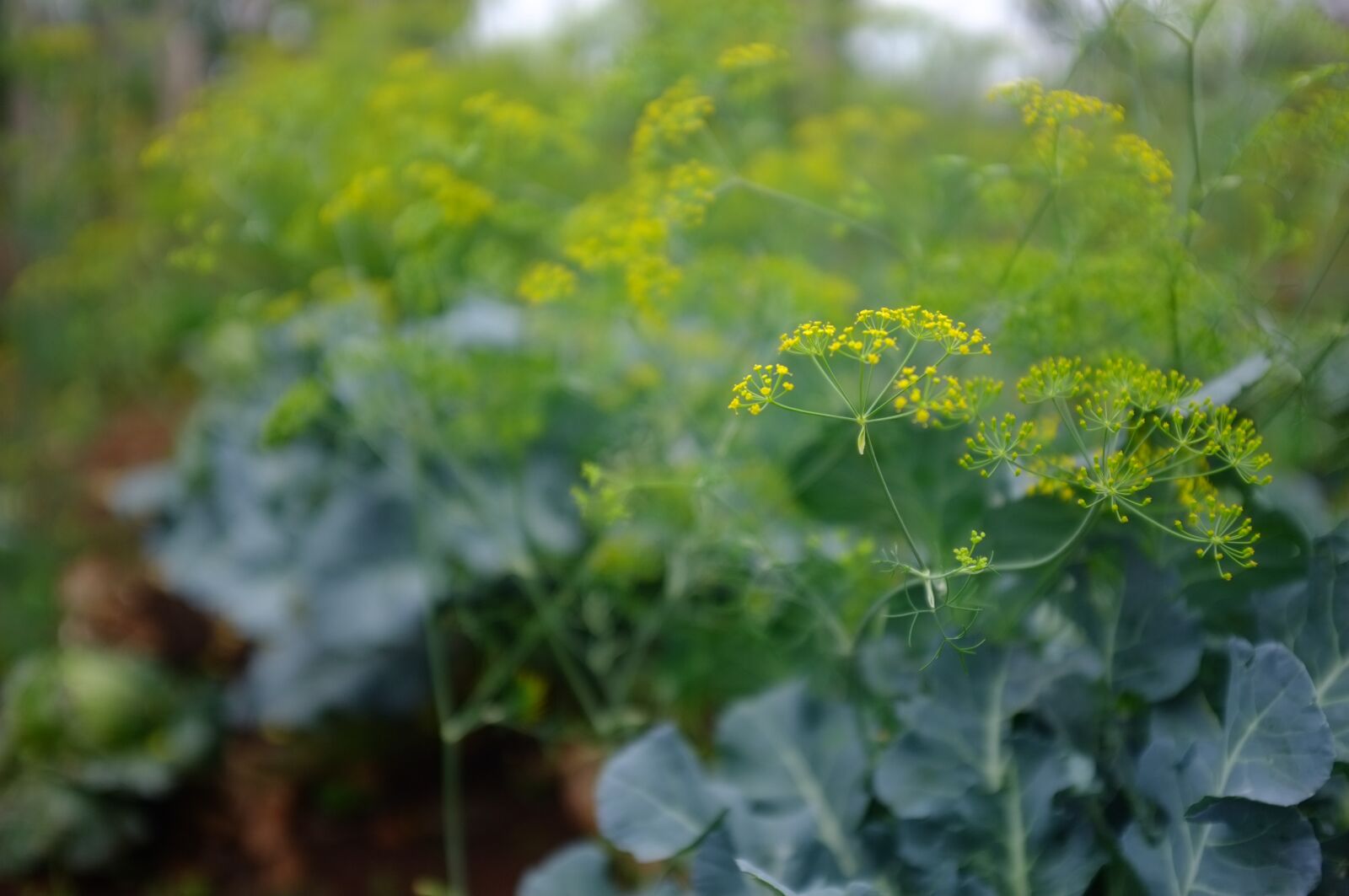 Fujifilm FinePix X100 sample photo. Grass, green, landscape photography