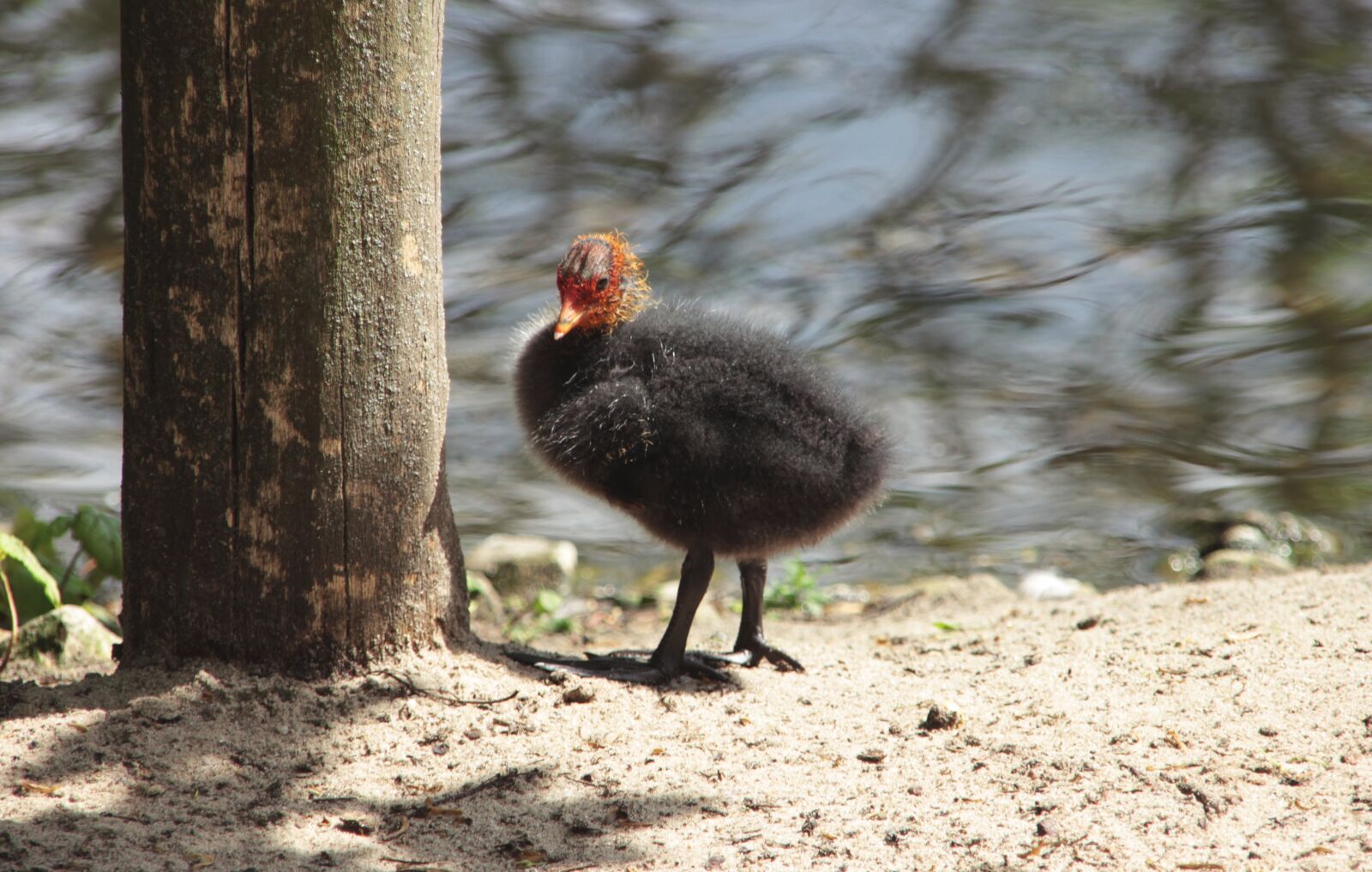 Canon EOS 600D (Rebel EOS T3i / EOS Kiss X5) sample photo. Chicken, duck, nature photography