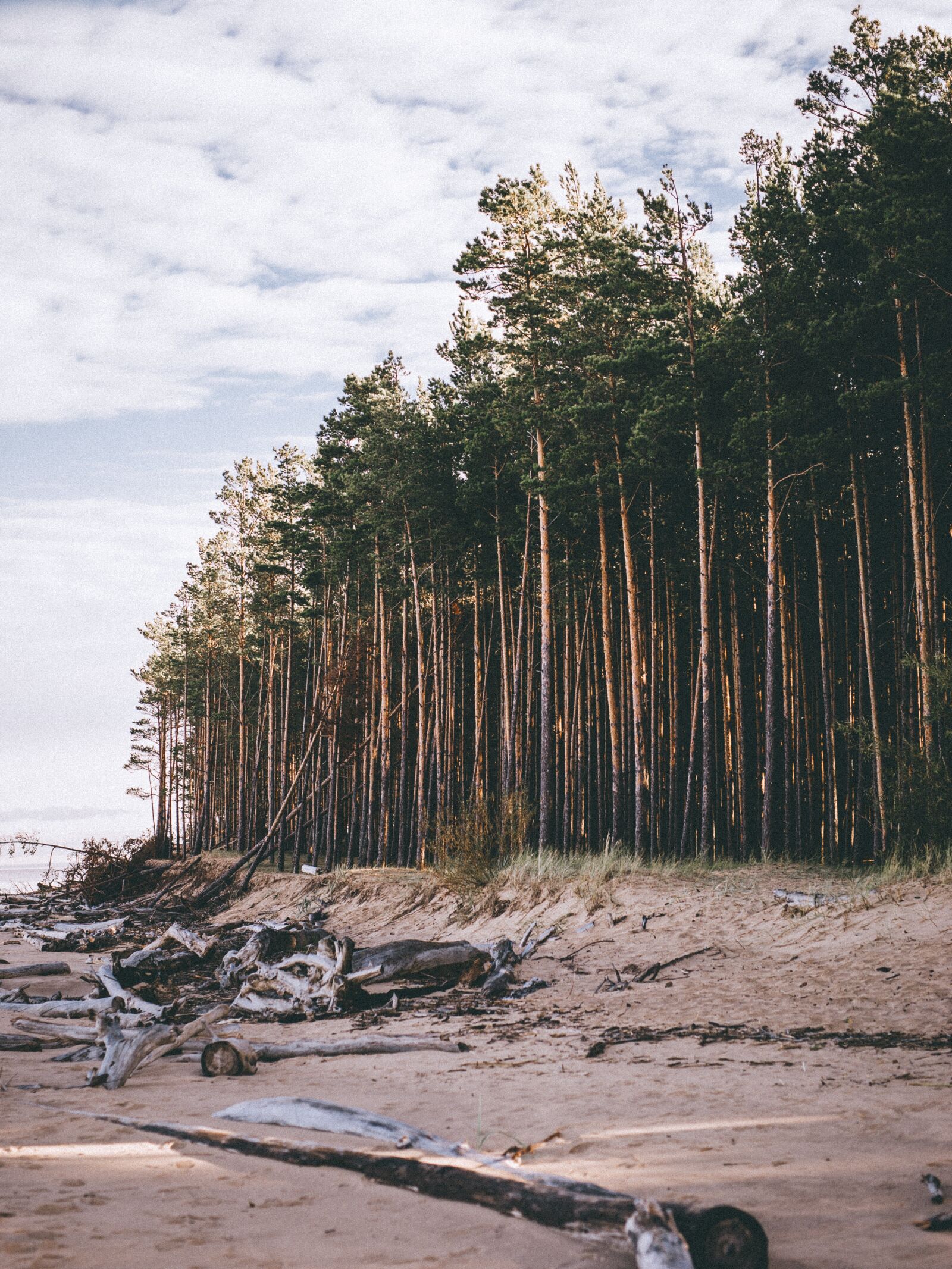 Canon EOS 6D sample photo. Trees, pine, forest photography