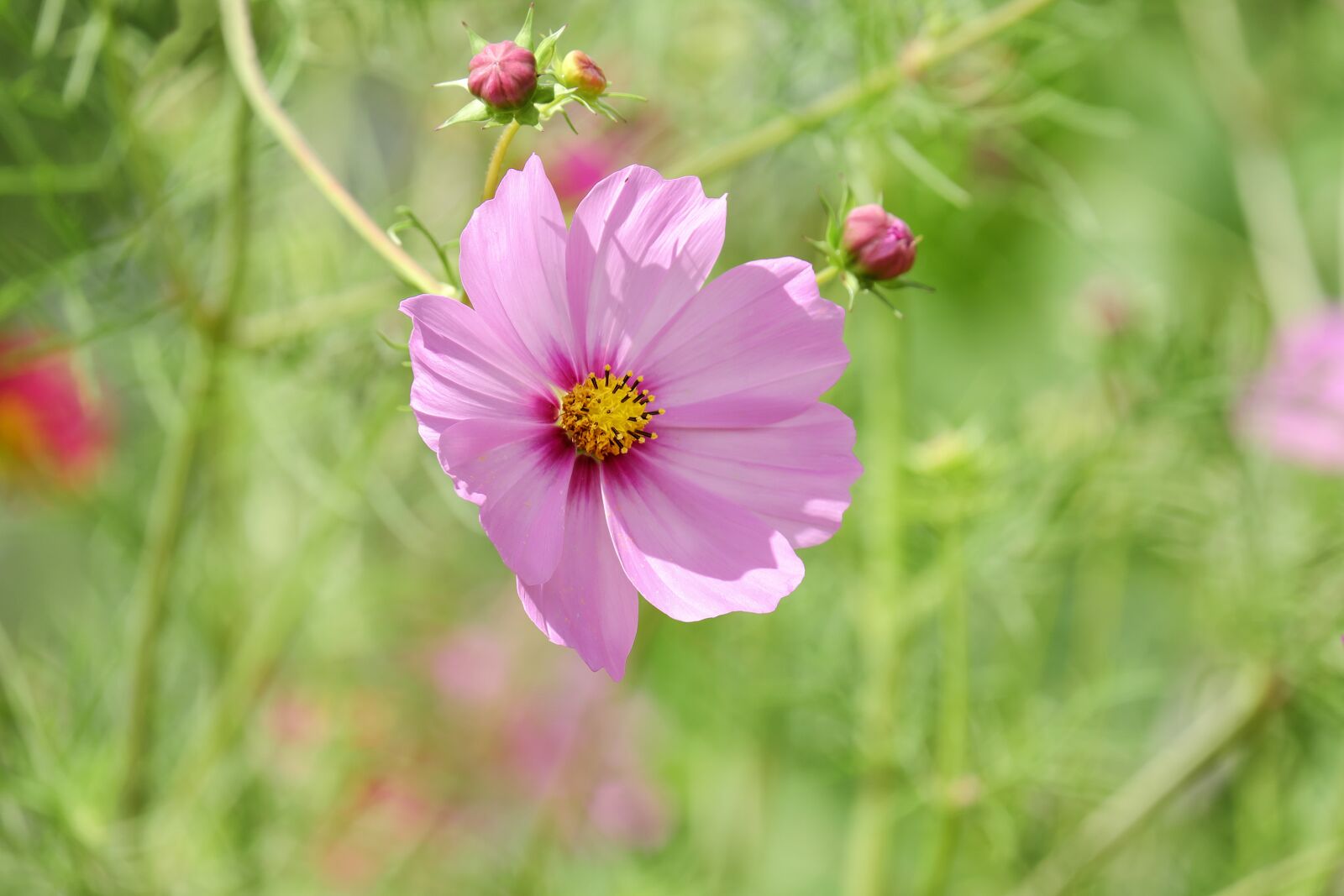 Fujifilm X-T10 + Fujifilm XC 50-230mm F4.5-6.7 OIS sample photo. Cosmea, flower, blossom photography