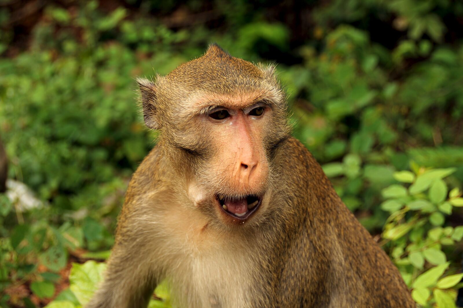 Canon EOS 60D sample photo. Mono, animal, animals photography