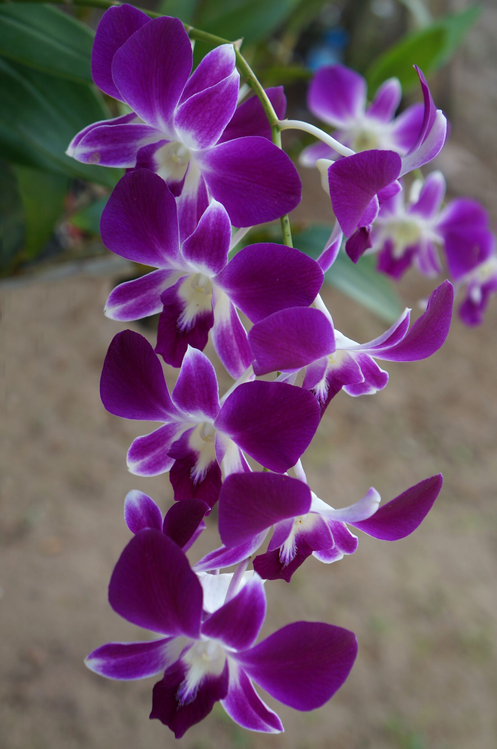 Sony Alpha NEX-F3 + Sony E 18-55mm F3.5-5.6 OSS sample photo. Orchids, branch flowers, purple photography