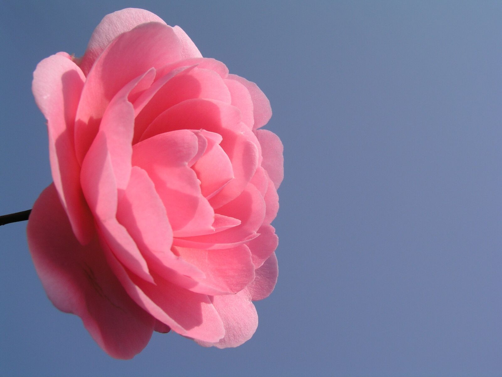 Olympus C5050Z sample photo. Flower, bloom, camilia photography