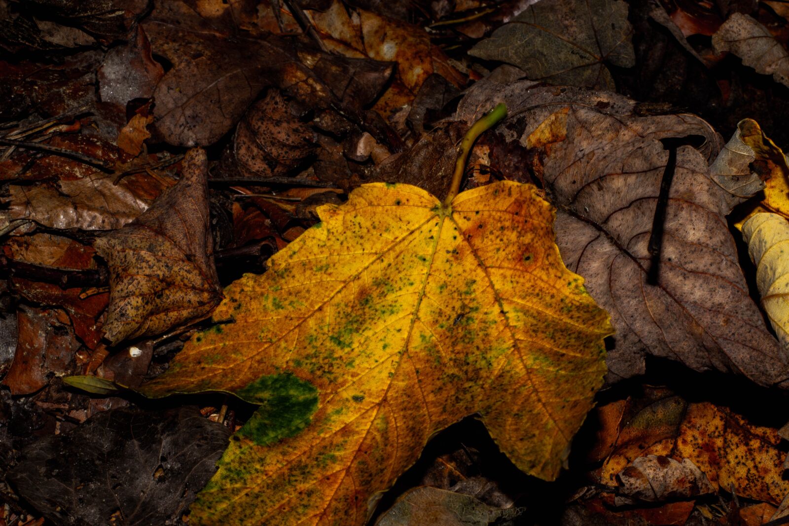 Canon EOS 600D (Rebel EOS T3i / EOS Kiss X5) sample photo. Leave, autumn, colors photography