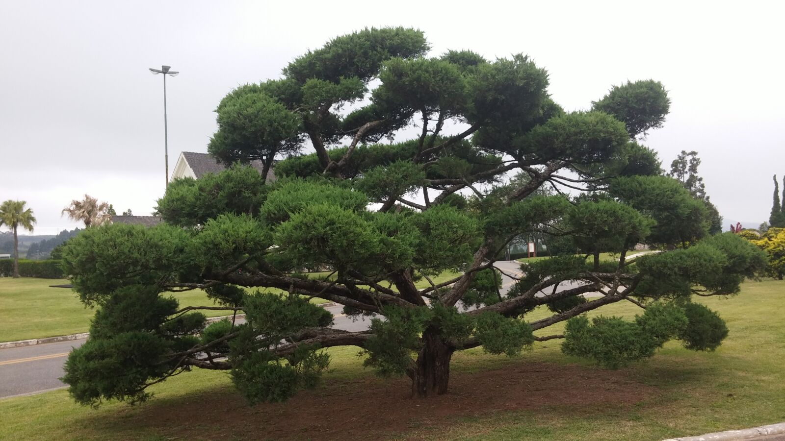 LG G3 sample photo. Bonsai, árvore, natureza photography
