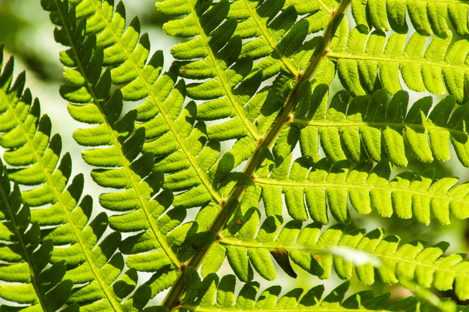 Sony SLT-A58 sample photo. Plant, green, leaf photography