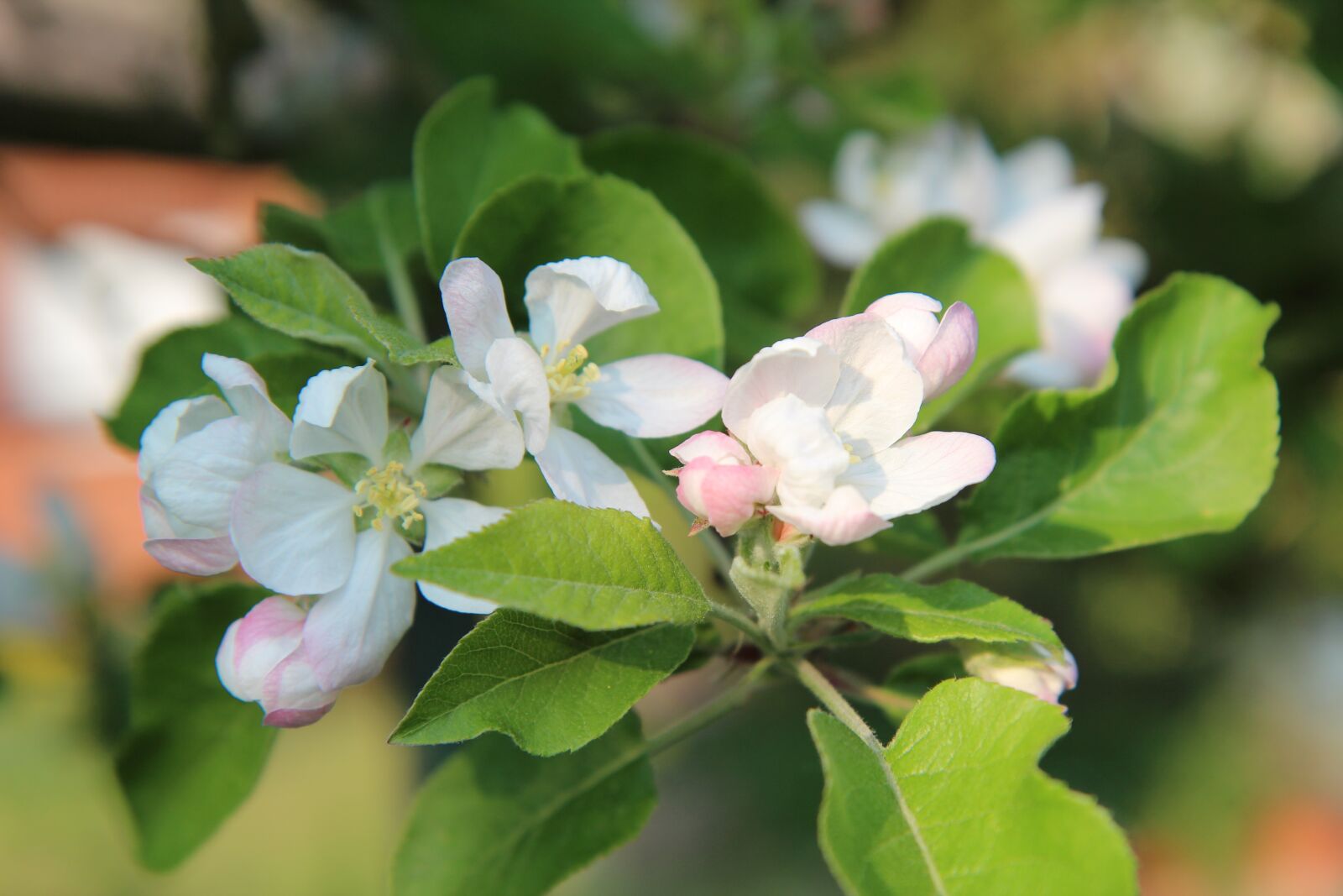 Canon EOS 600D (Rebel EOS T3i / EOS Kiss X5) sample photo. Apple, flowers apple-tree, spring-flowering photography