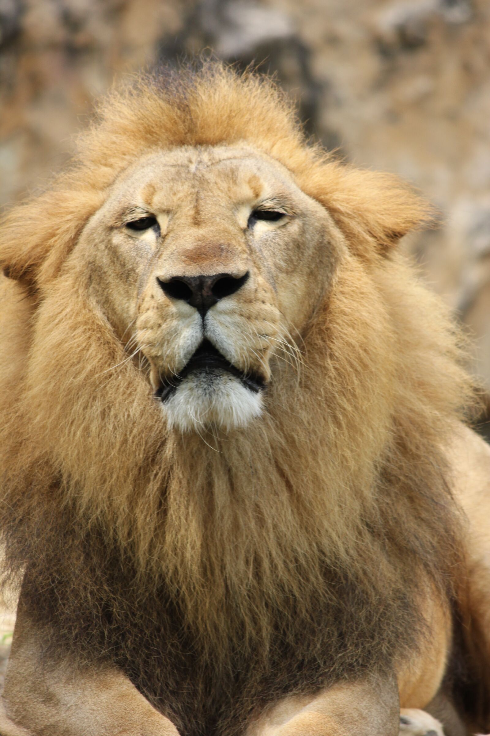 Canon EOS 550D (EOS Rebel T2i / EOS Kiss X4) sample photo. Lion, pride, big cat photography