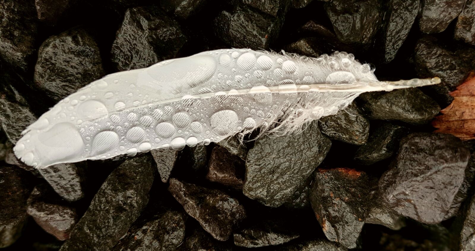 Samsung Galaxy S7 sample photo. Feather, bird feather, bird photography