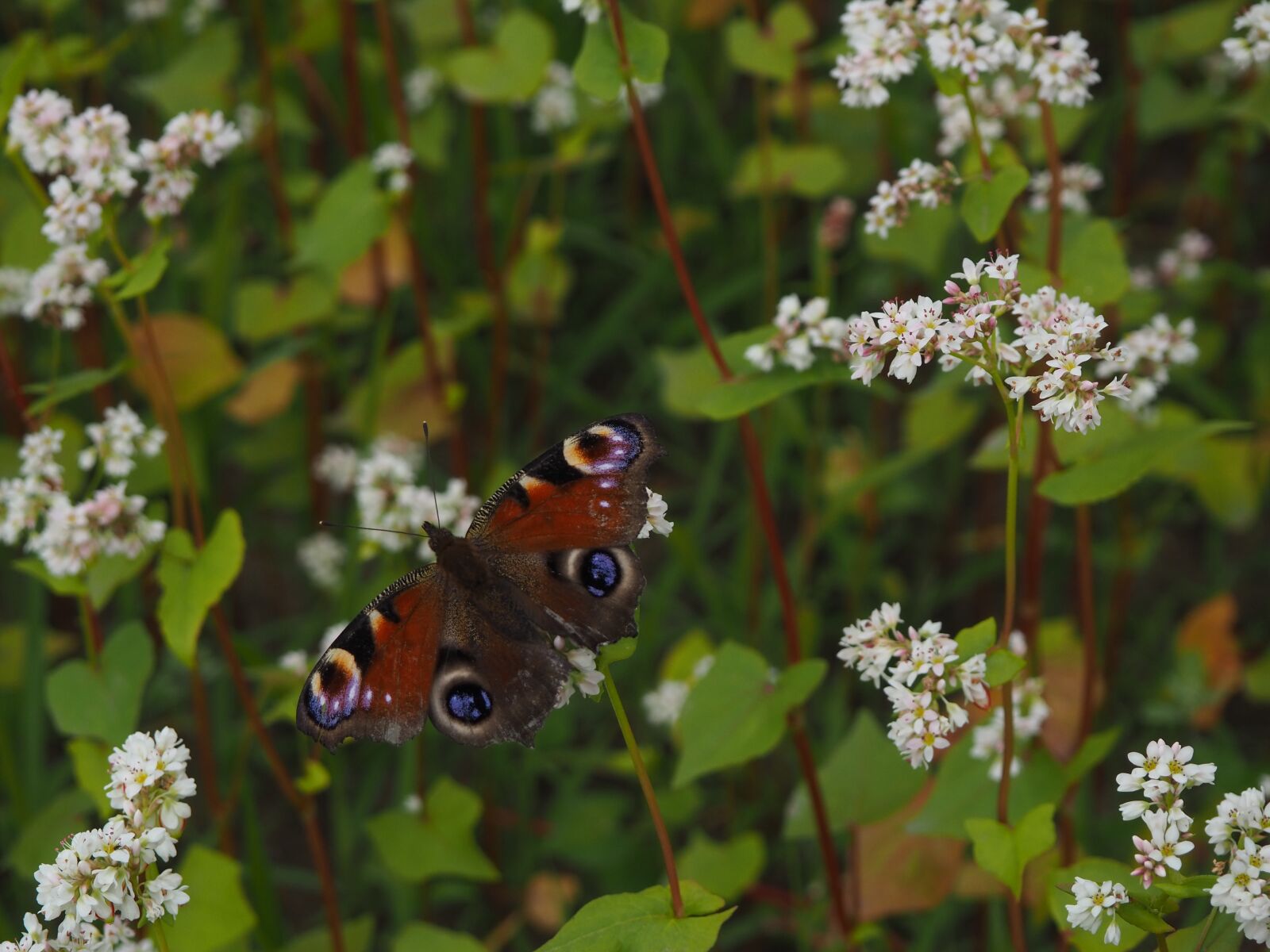 Olympus OM-D E-M10 III sample photo. Butterfly, meadow, nature photography