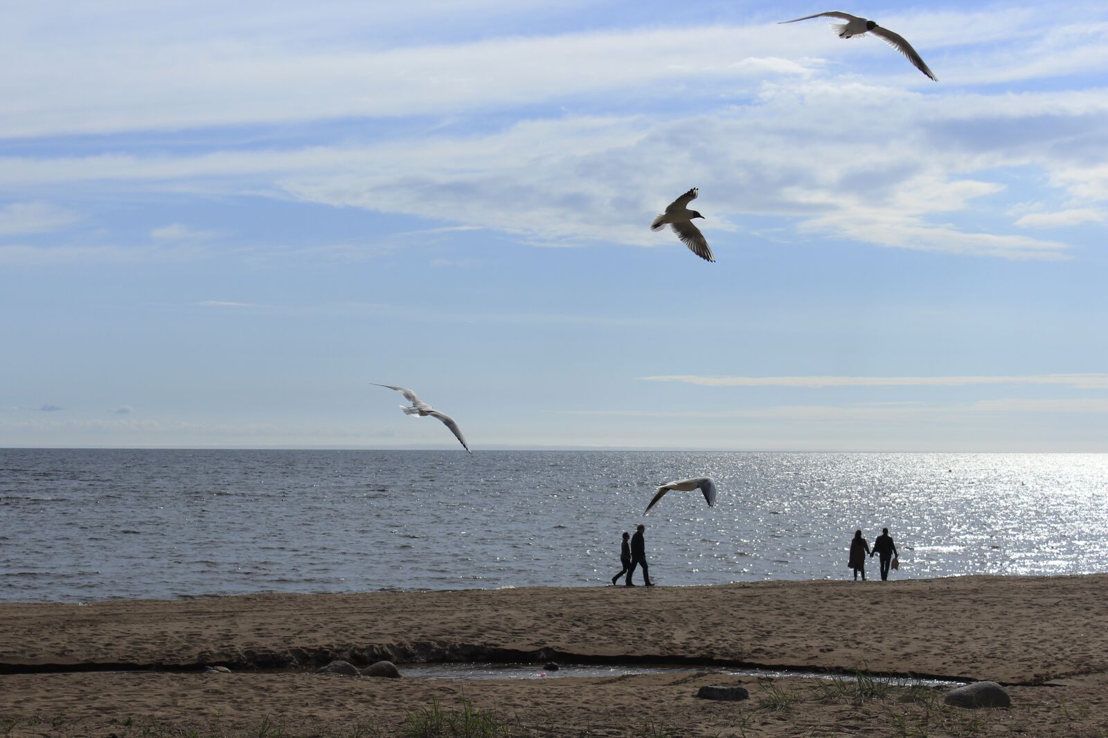 Canon EOS 600D (Rebel EOS T3i / EOS Kiss X5) sample photo. Gulls, sea, seagull photography