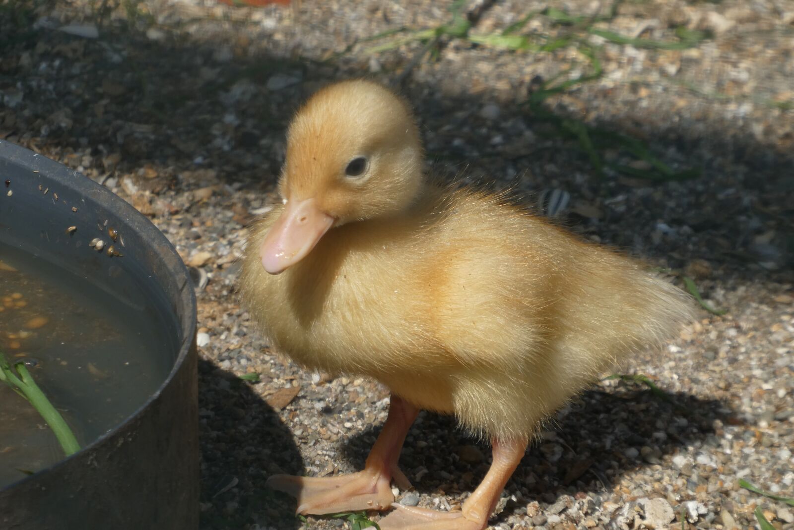 Panasonic Lumix DC-ZS70 (Lumix DC-TZ90) sample photo. Chick, drinking, cute photography