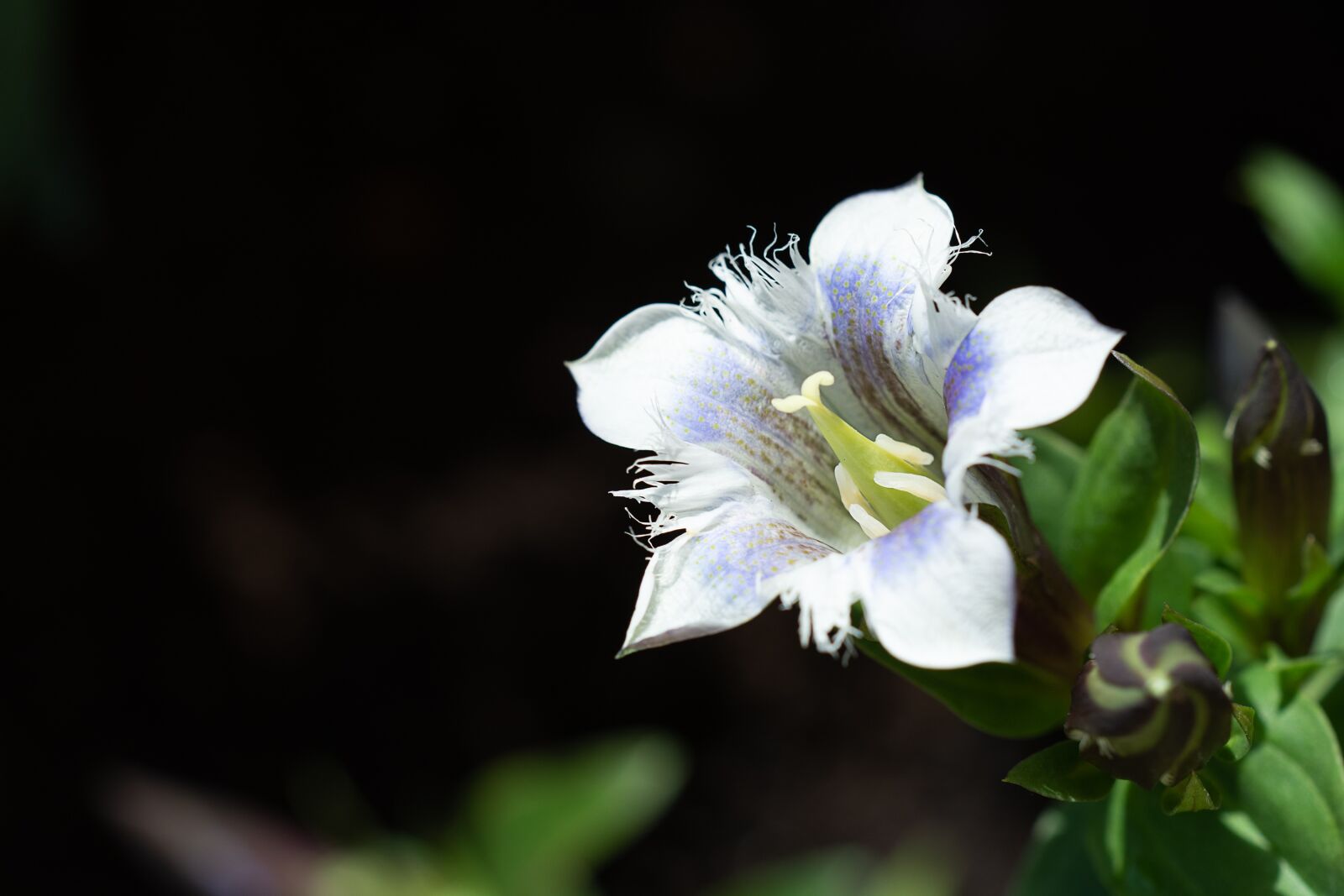 Nikon D7100 sample photo. Flower, blossom, bloom photography