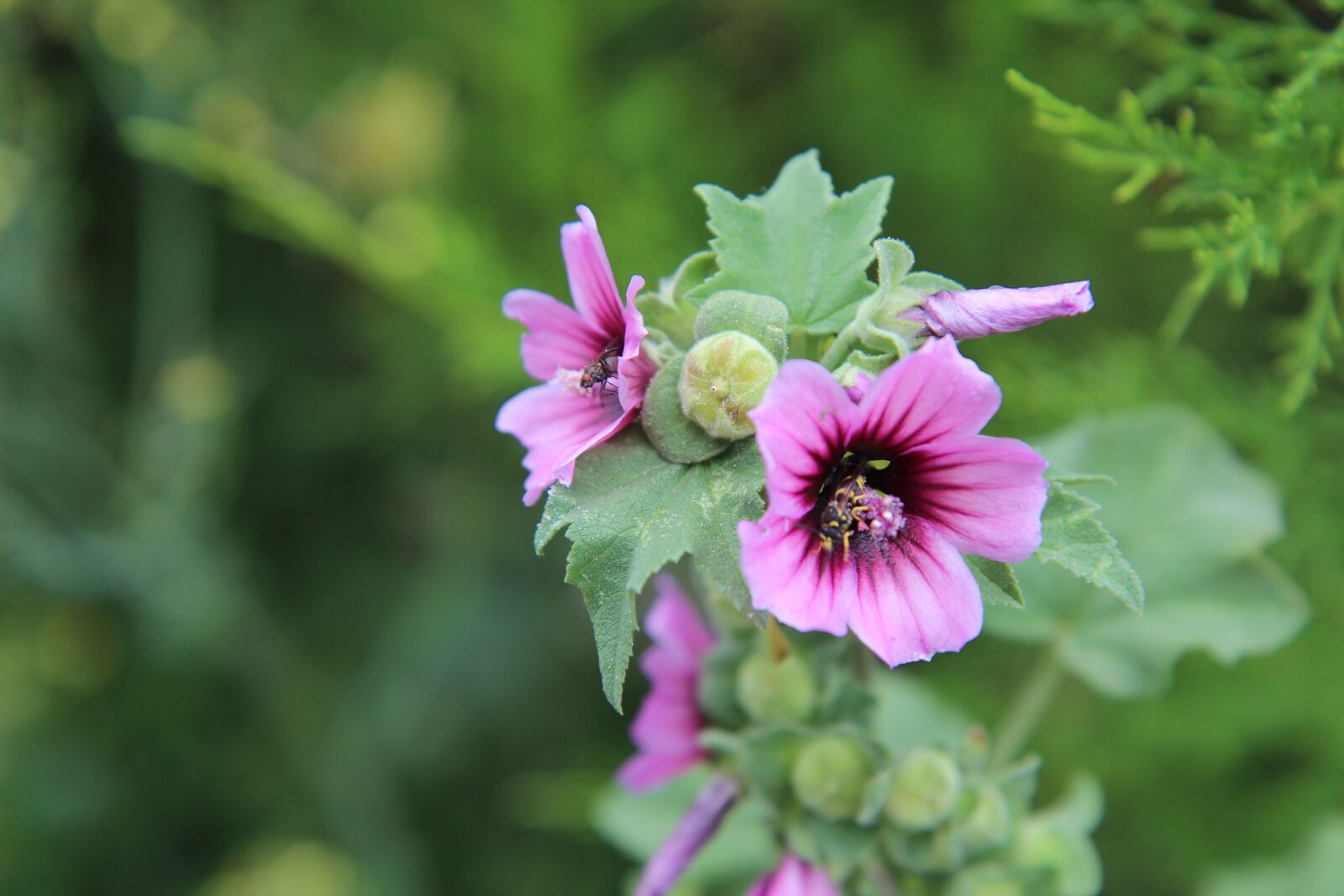 Canon EOS 600D (Rebel EOS T3i / EOS Kiss X5) sample photo. Flower, flowering, wild flowers photography
