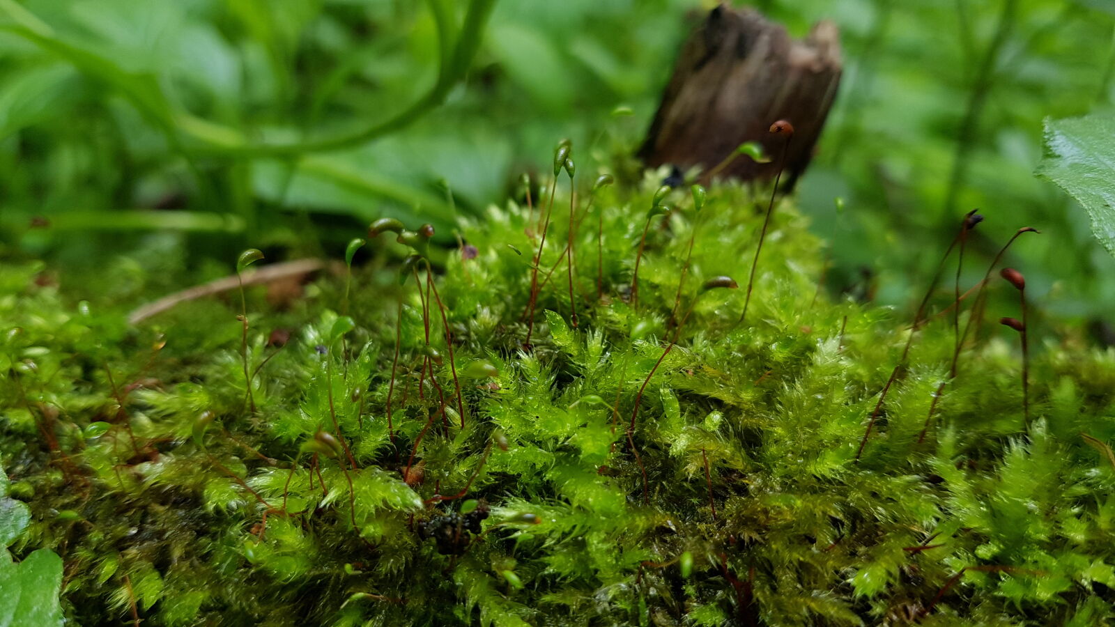 Samsung Galaxy S8+ sample photo. Natue photography
