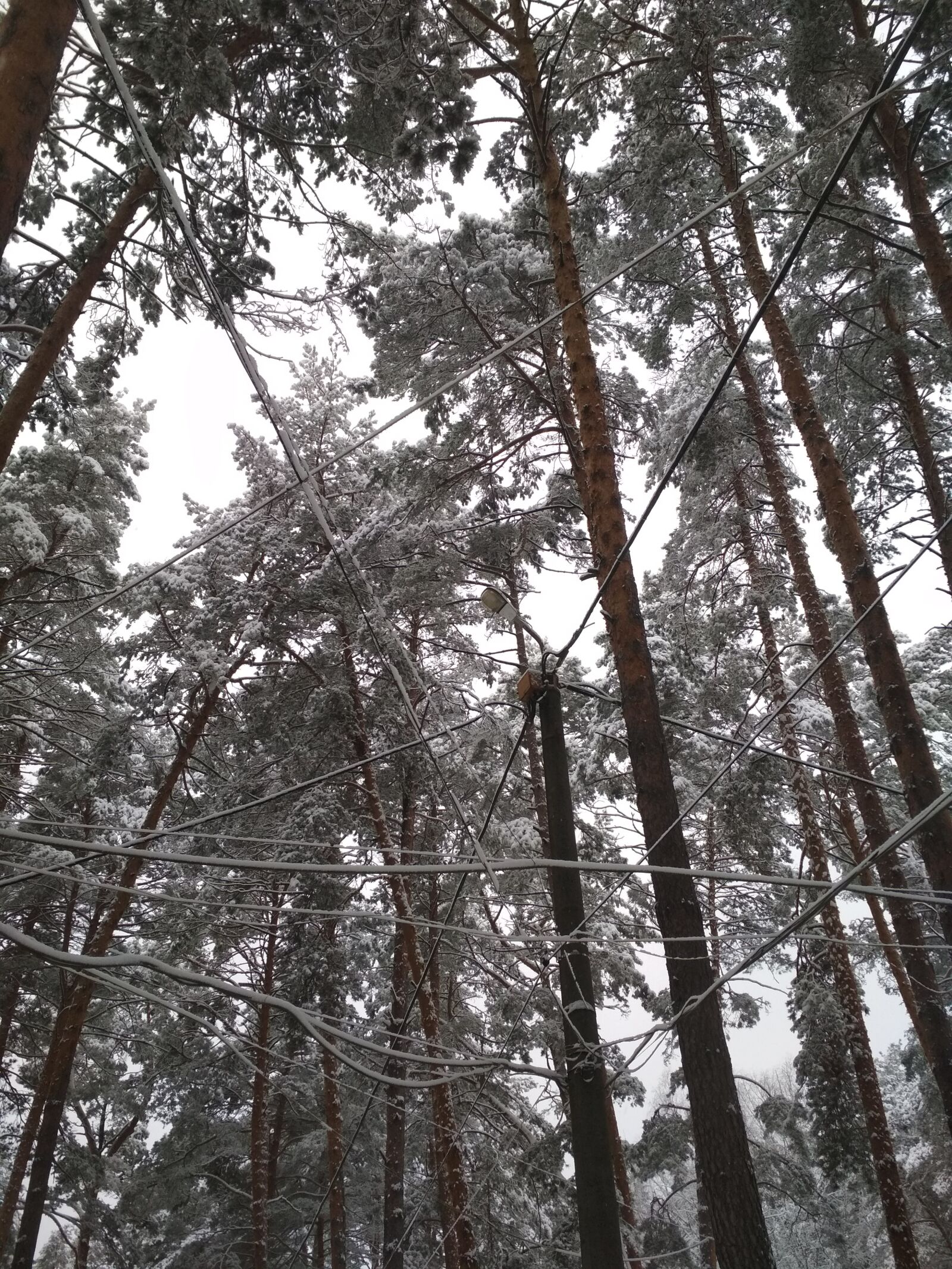 Xiaomi Redmi 4X sample photo. Winter, snow, snowy trees photography