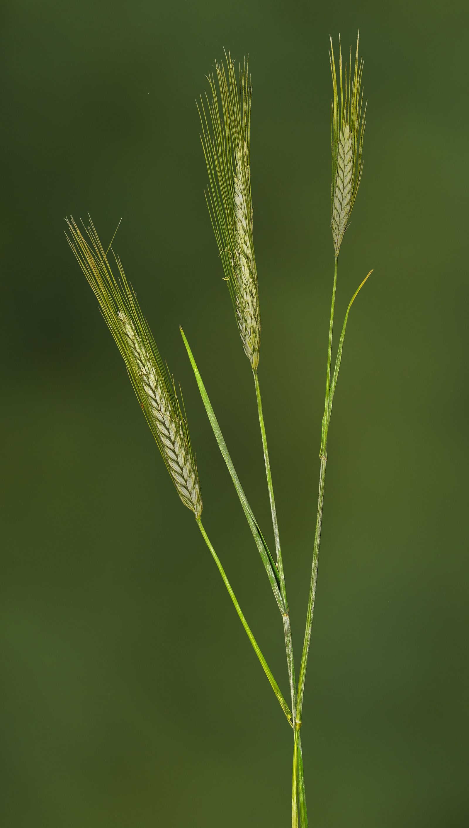 Panasonic Lumix DMC-FZ1000 sample photo. Rye, nourishing rye, cereals photography