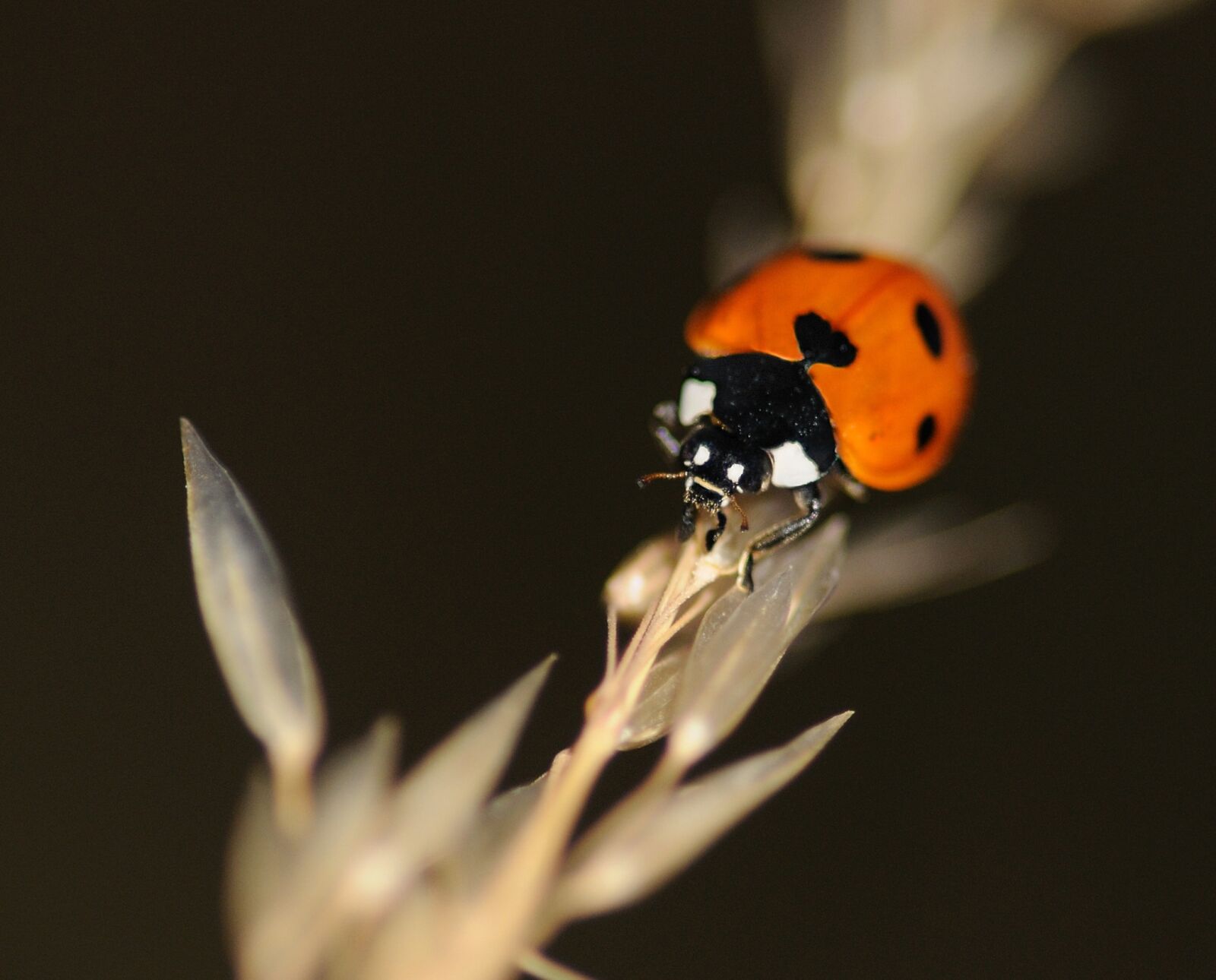 Nikon D300 sample photo. Ladybug, insect, macro photography