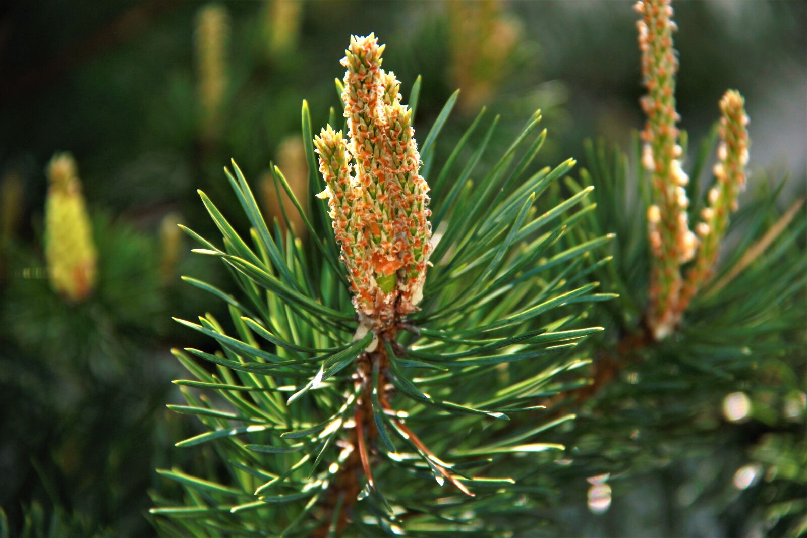 Canon EOS 550D (EOS Rebel T2i / EOS Kiss X4) sample photo. Pine, forest, trees photography