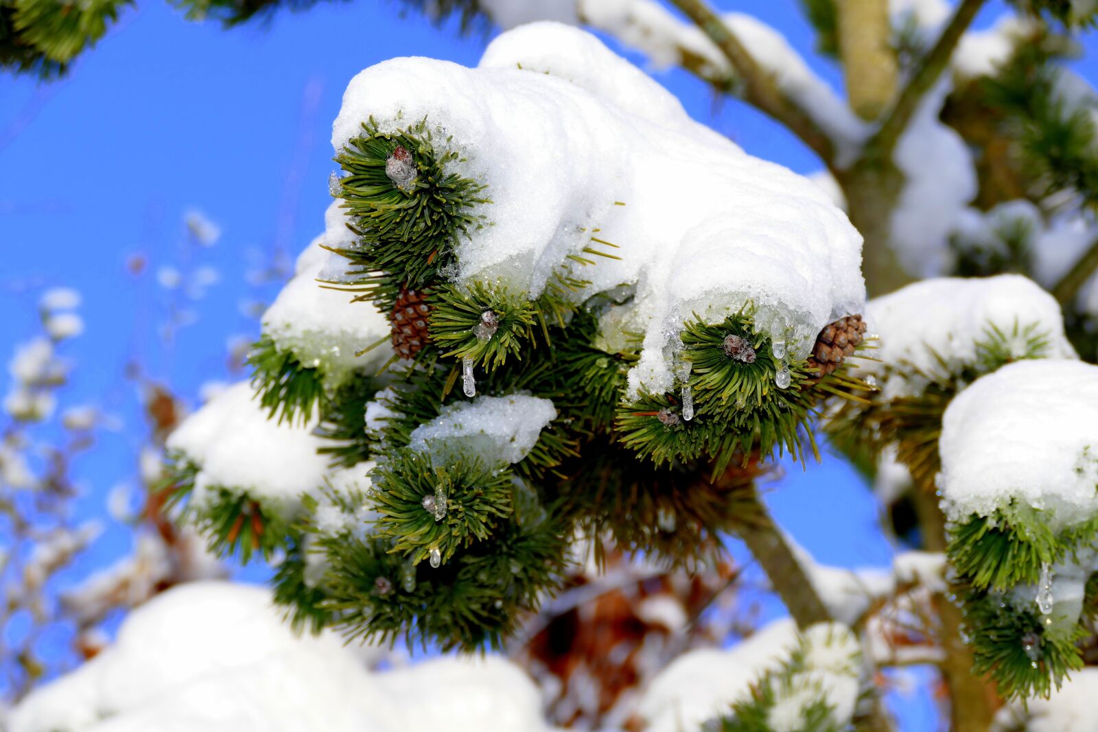 Panasonic Lumix DMC-FZ1000 sample photo. Snow, branch, winter photography