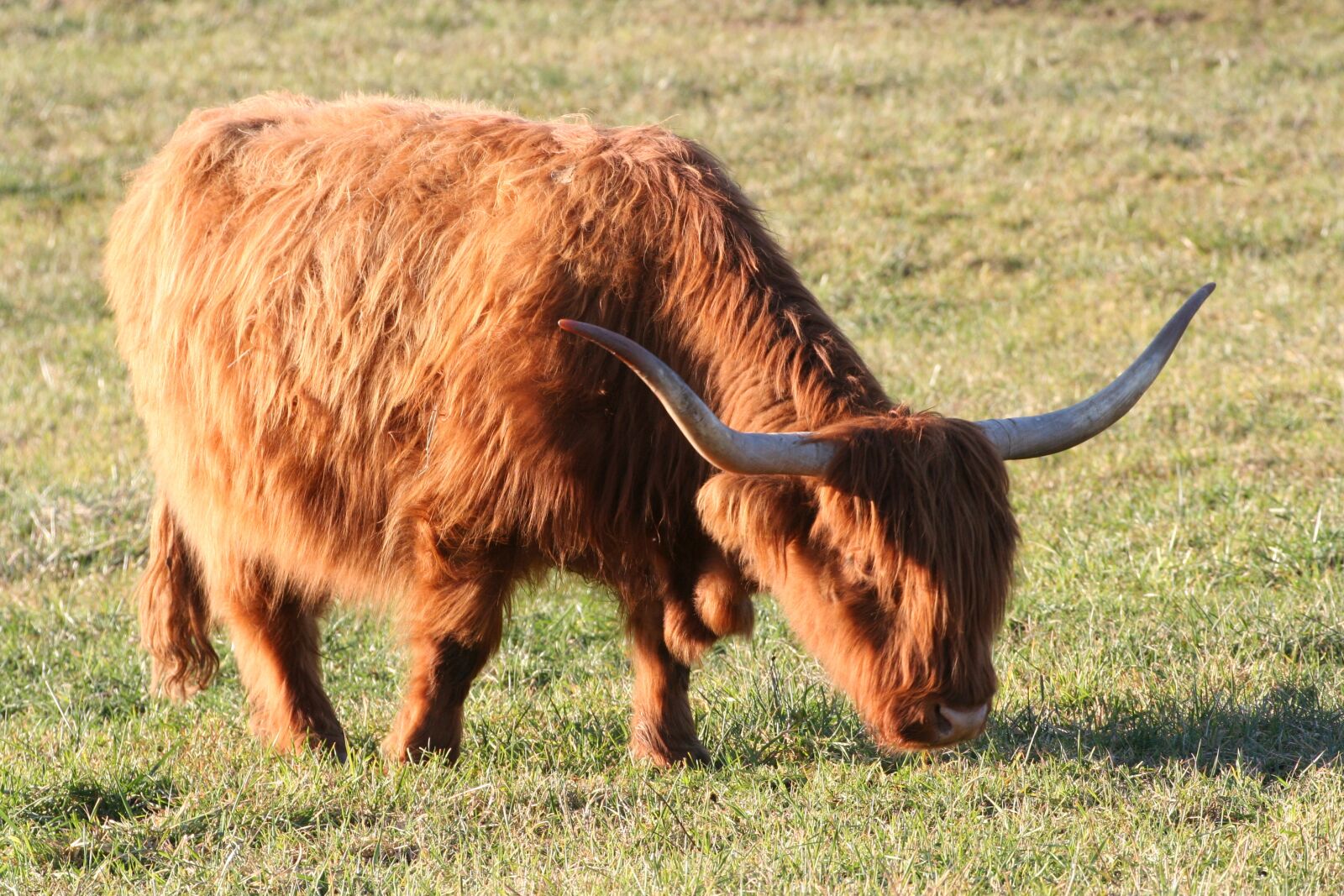 Canon EOS 350D (EOS Digital Rebel XT / EOS Kiss Digital N) sample photo. Beef, highlands, cow photography