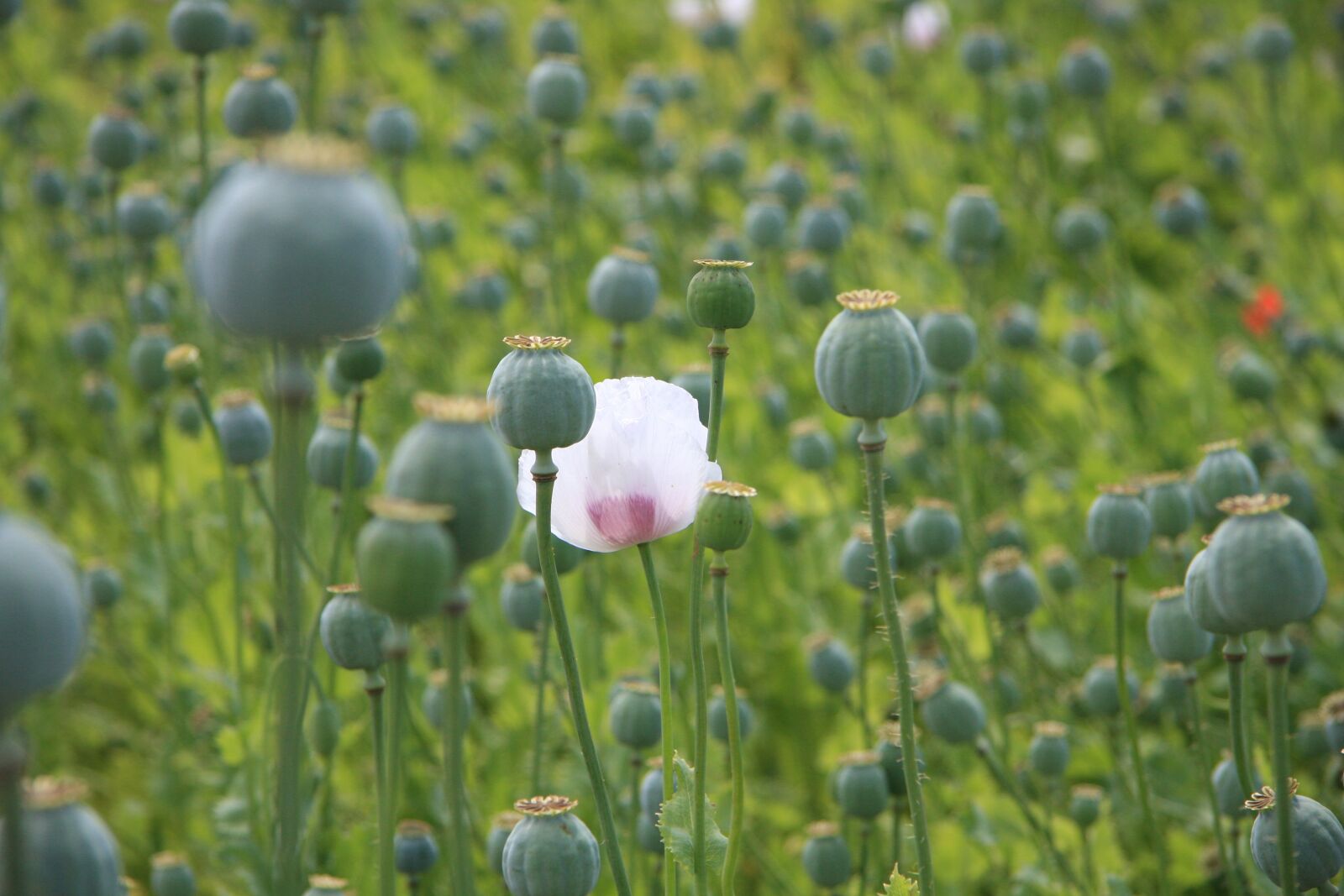 Canon EOS 40D sample photo. Moon, flower, field photography