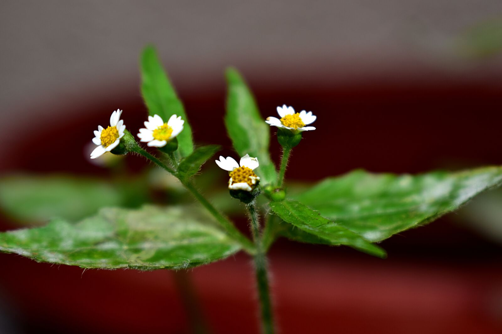 Nikon D5600 sample photo. Margaritas, flower, plant photography