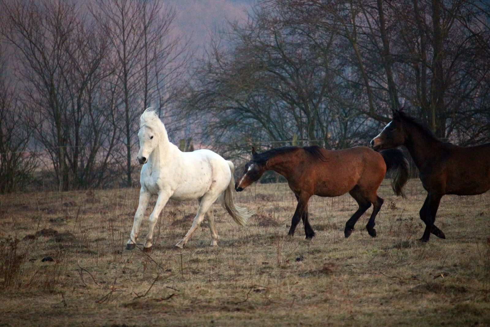 Canon EOS 100D (EOS Rebel SL1 / EOS Kiss X7) sample photo. Horse, flock, mold photography