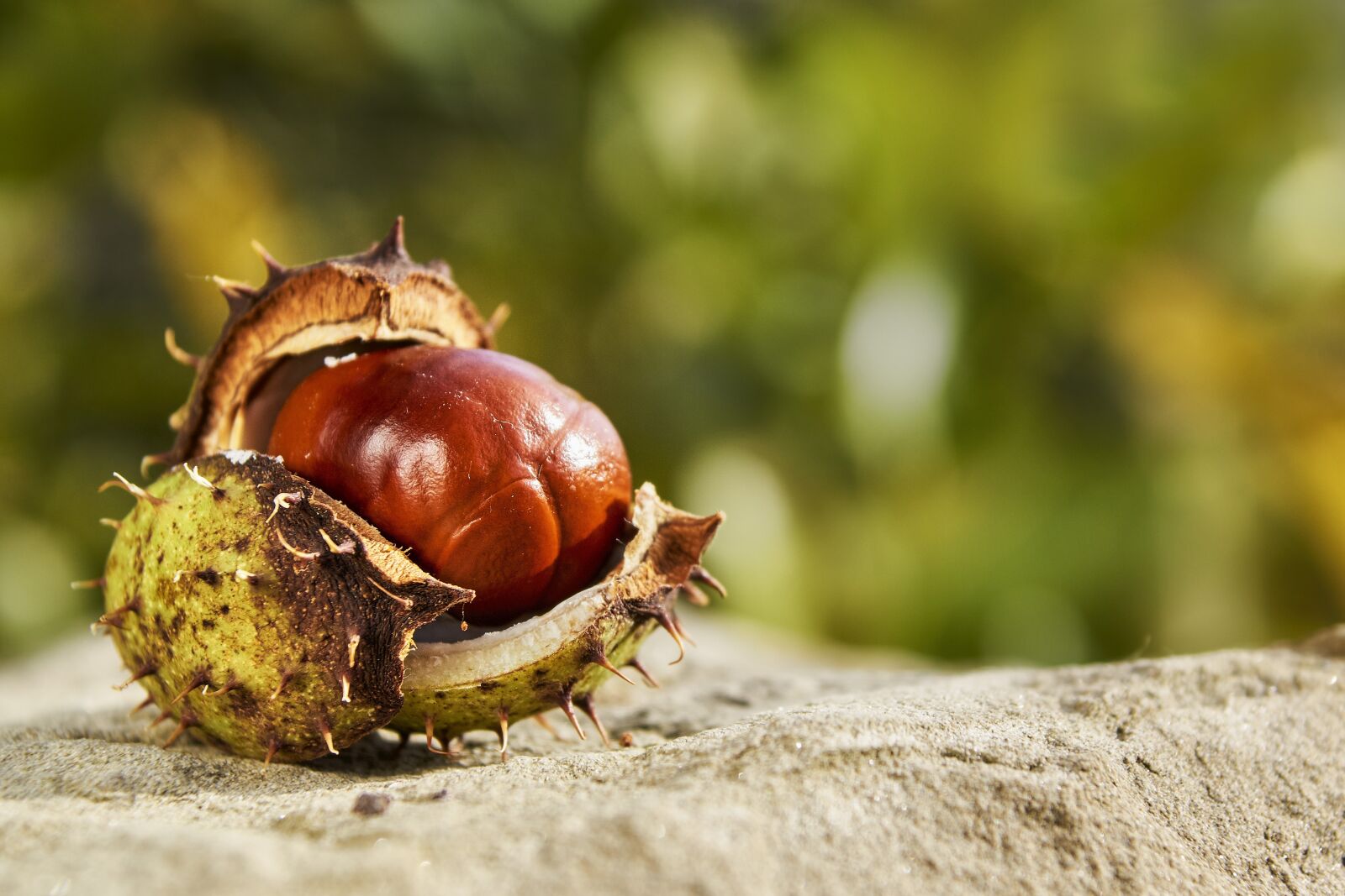 Sony SLT-A77 sample photo. Autumn, chestnut, open photography