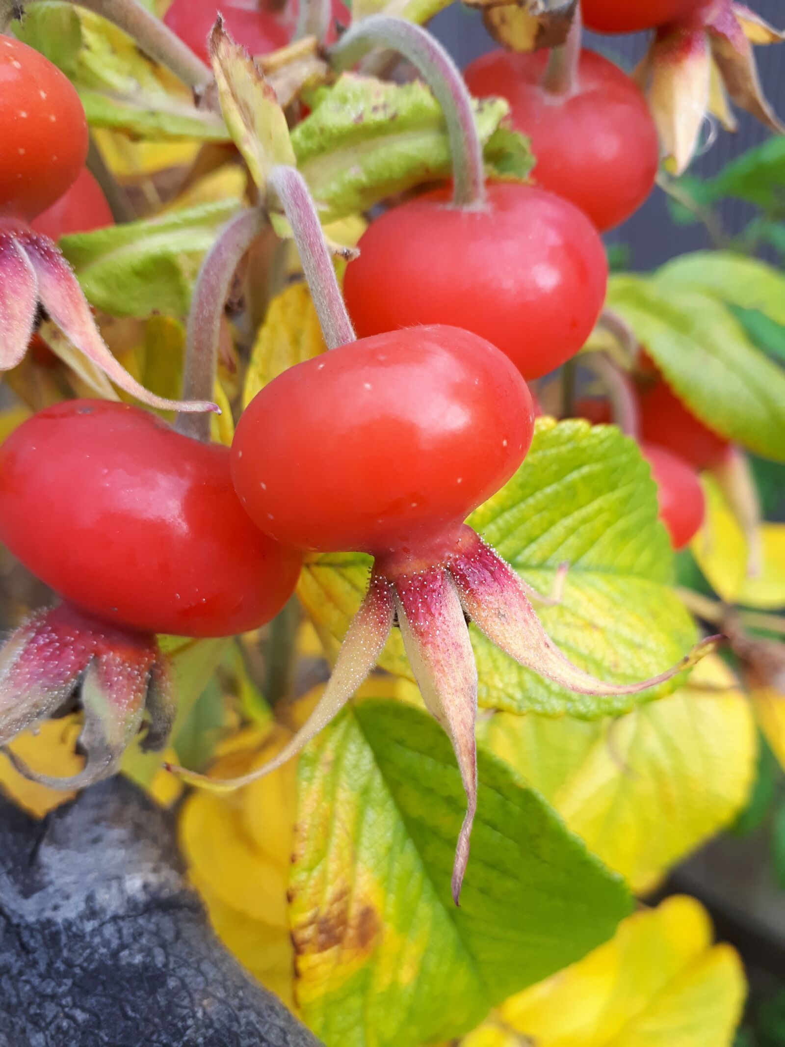 Samsung Galaxy A5(2017) sample photo. Rose hip, autumn, berry photography