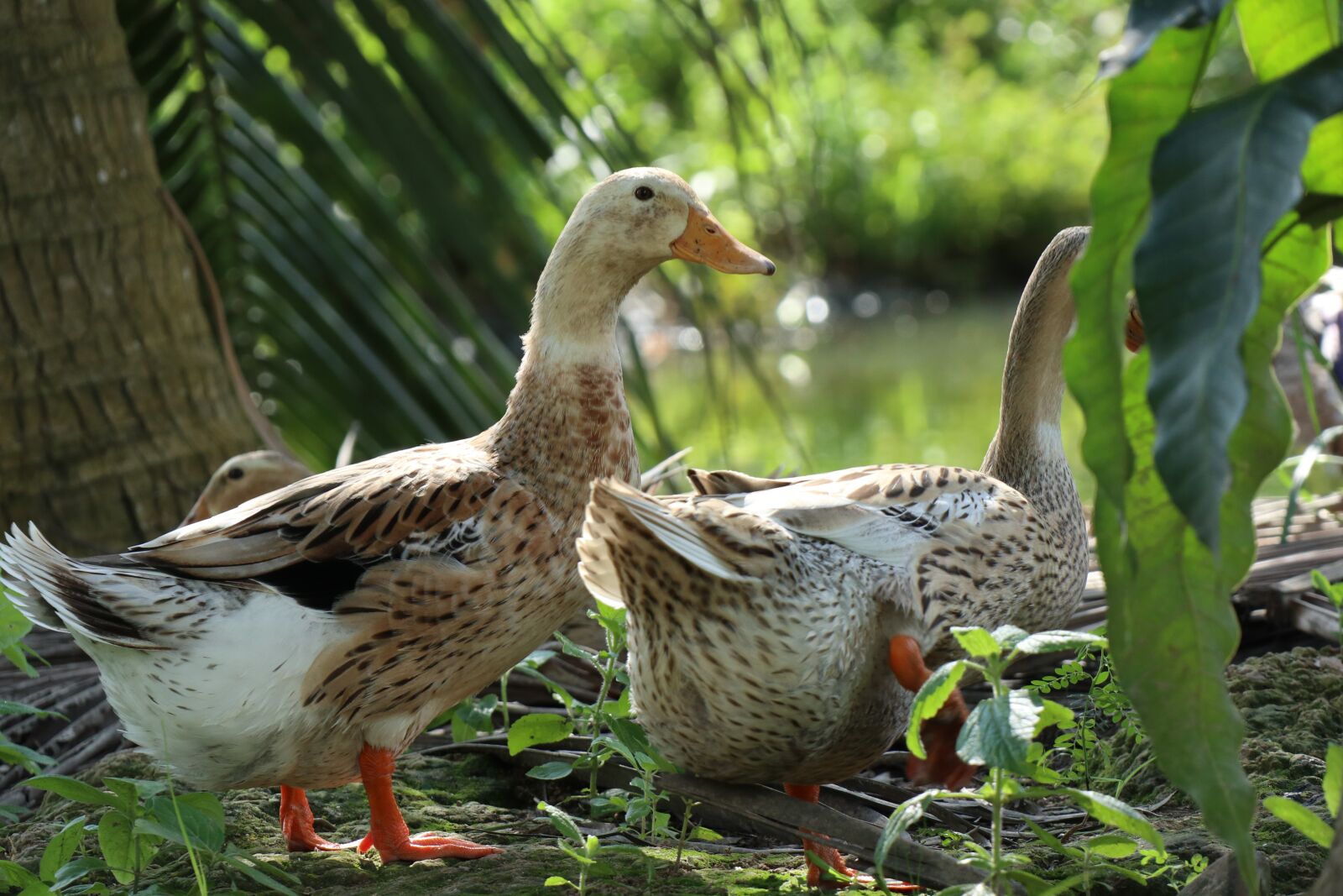 Canon EOS M6 sample photo. Ducks and water pond photography