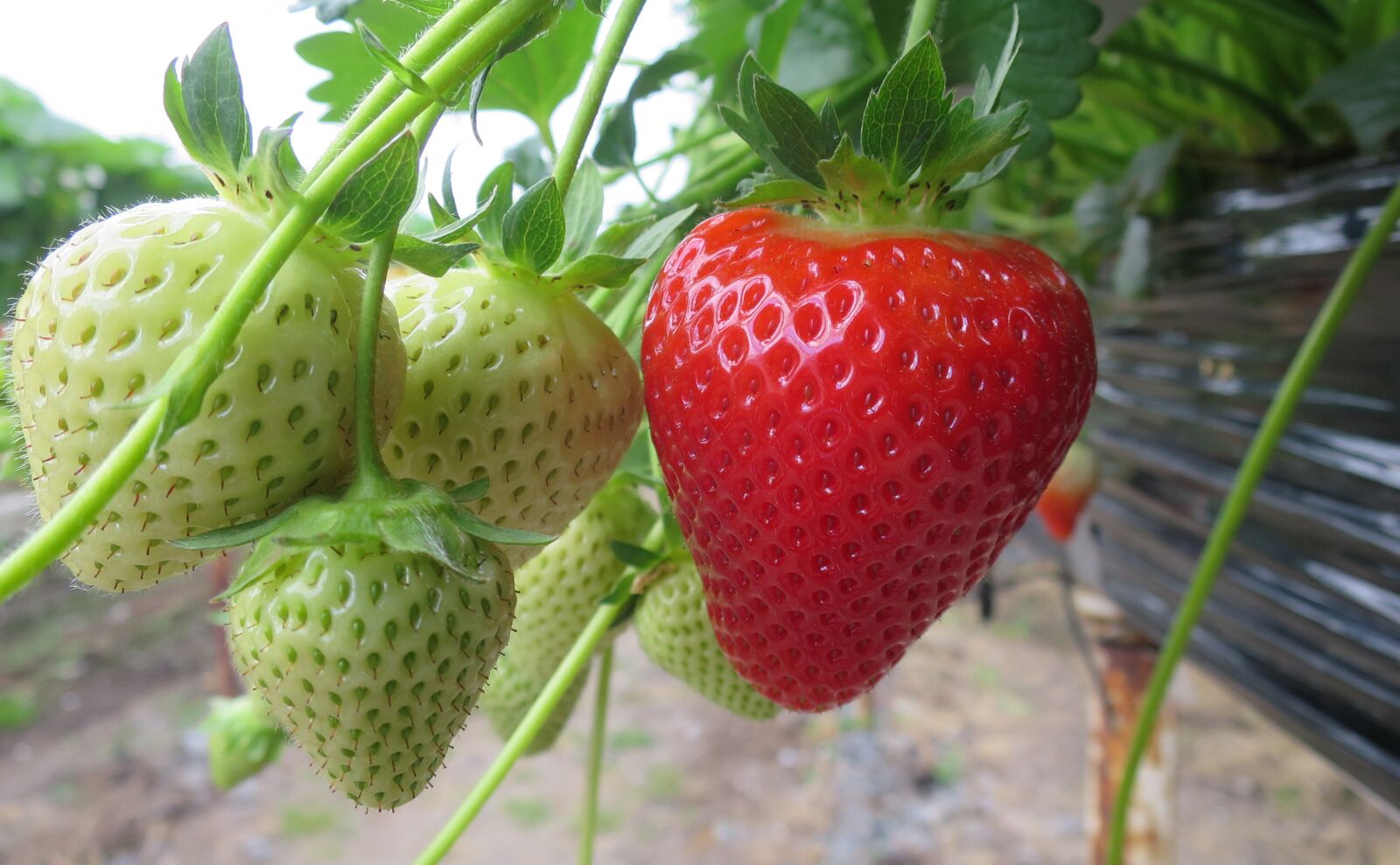 Canon PowerShot S120 sample photo. Strawberry, strawberries, fruit photography