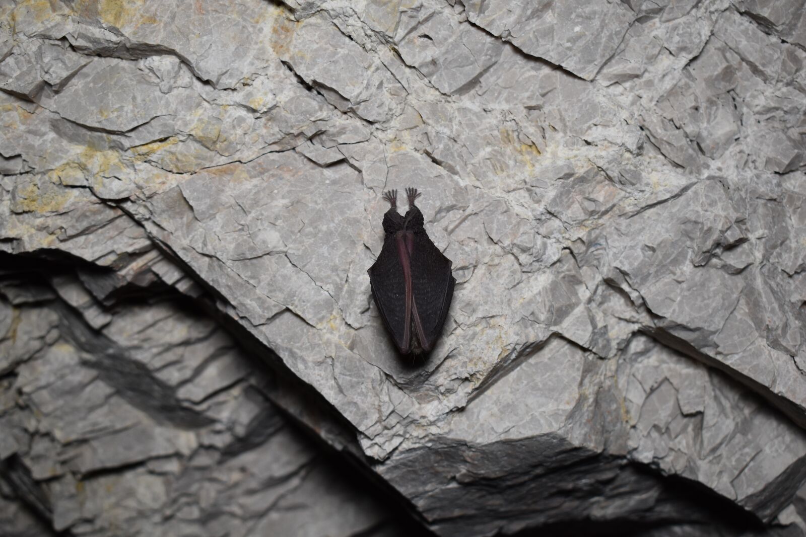 Nikon D3500 sample photo. Bat, cave, hibernate photography