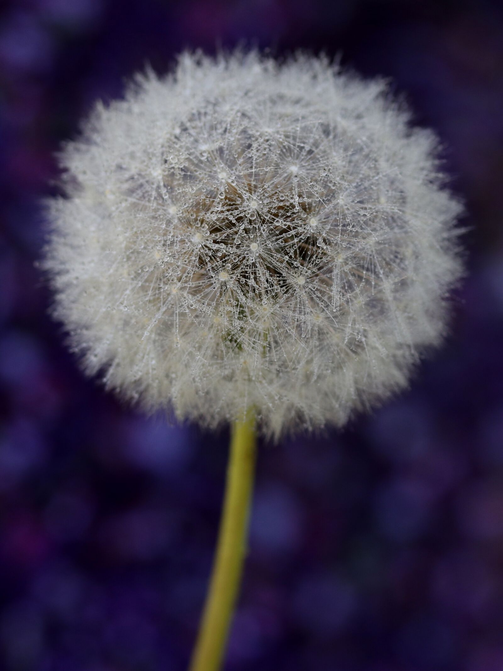 Canon EF-S 60mm F2.8 Macro USM sample photo. Dandelion, down, white photography