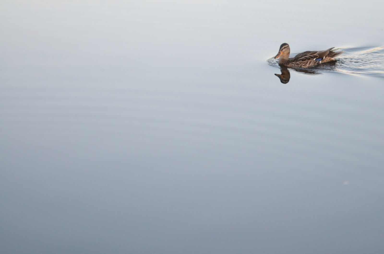 Nikon D7000 sample photo. Duck, animal, bird photography