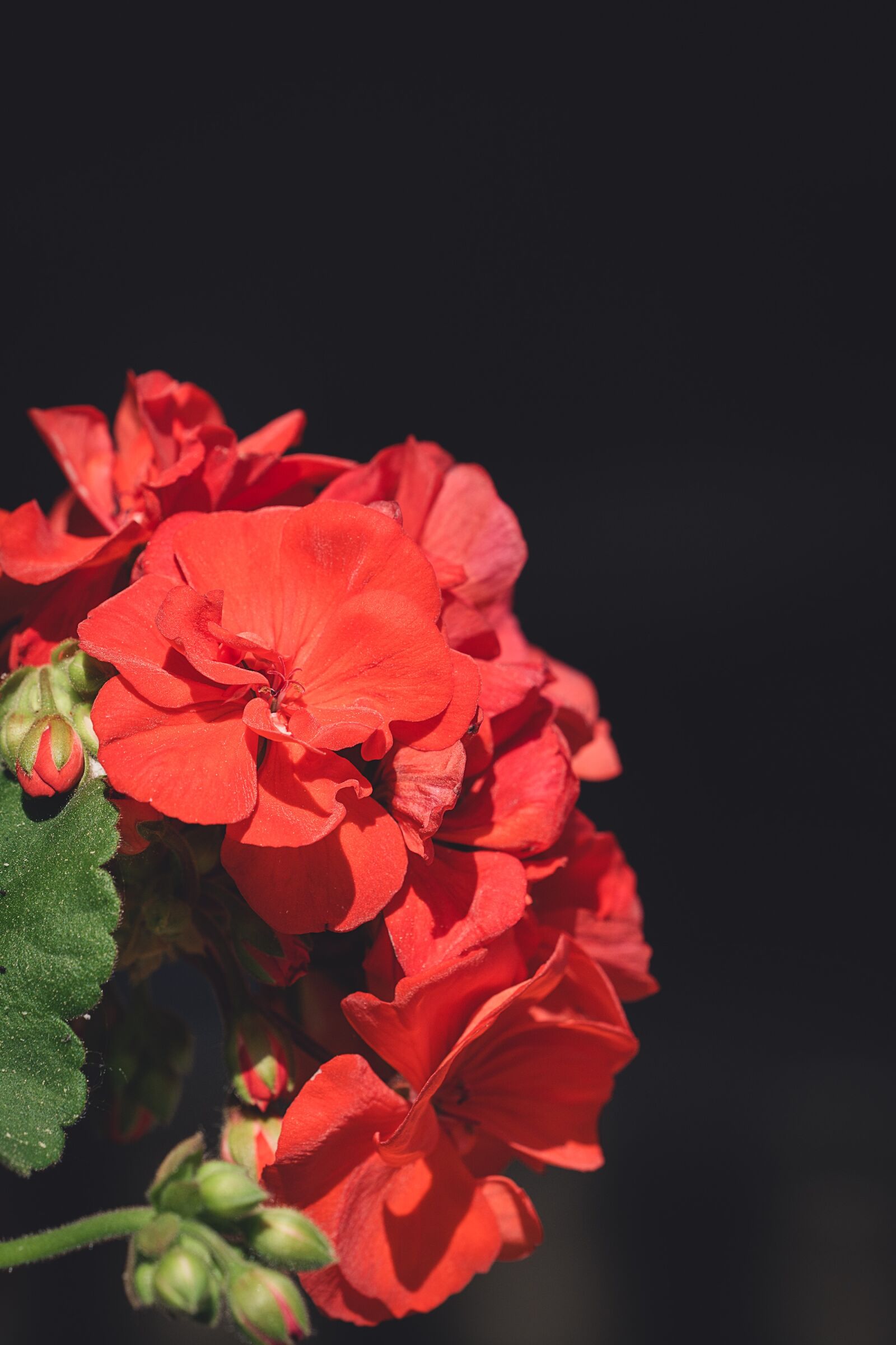 Nikon D7100 sample photo. Flower, blossom, bloom photography