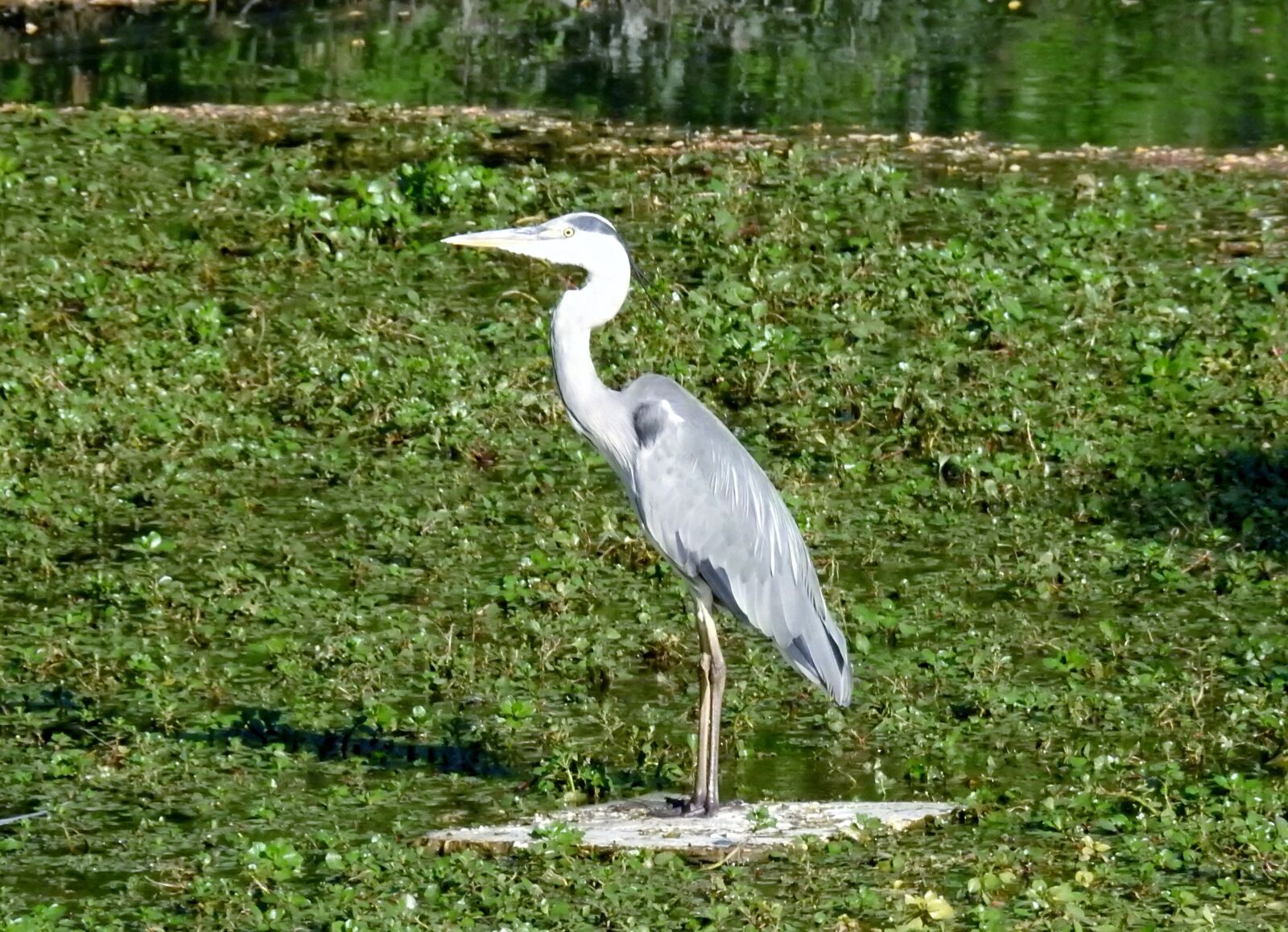 Nikon Coolpix P900 sample photo. Common crane, birds, nature photography
