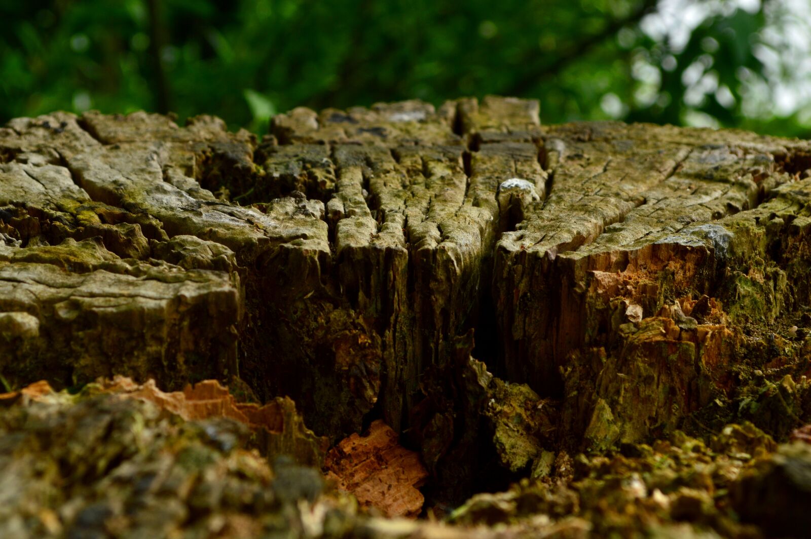 Nikon D3200 sample photo. Tree, log, forest photography